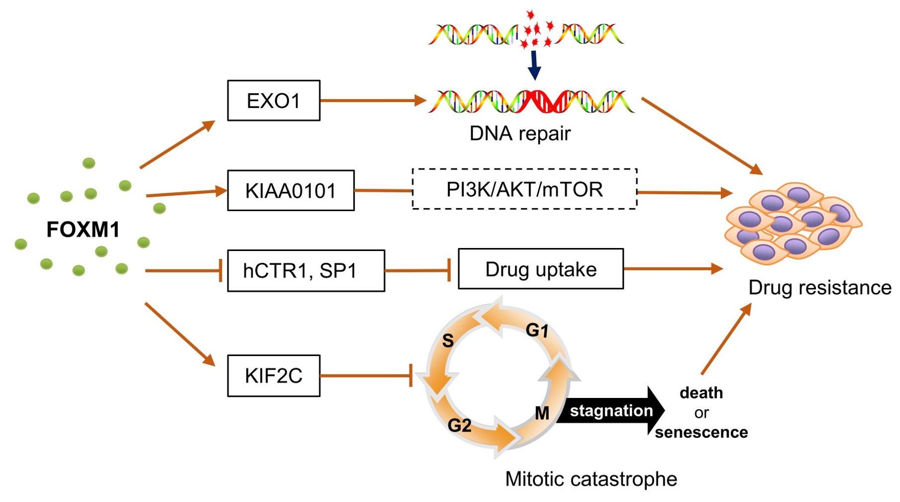 Diagram depicting the role of FOXM1 in drug resistance and cell cycle. FOXM1 activates pathways like EXO1 for DNA repair, KIAA0101 for PI3K/AKT/mTOR signaling, and KIF2C affecting the cell cycle. It also inhibits hCTR1, SP1 for drug uptake, leading to drug resistance, mitotic catastrophe, and potentially cell death or senescence. DNA repair and cell resistance are emphasized with pathways shown via arrows.
