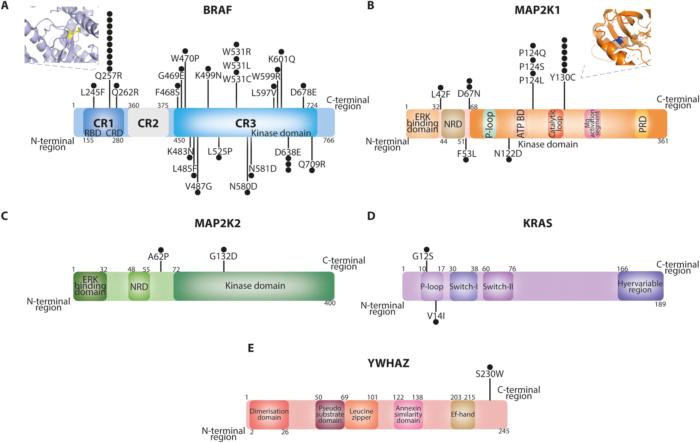 Diagram showing protein domains and mutations for BRAF, MAP2K1, MAP2K2, KRAS, and YWHAZ. Each protein is depicted with its distinct domains and specific mutations marked. Insets show specific structural regions for BRAF and MAP2K1. BRAF includes CR1, CR2, and CR3 domains; MAP2K1 and MAP2K2 have ERK binding, NRD, and kinase domains; KRAS features P-loop and switch regions; YWHAZ includes dimerization and leucine zipper domains.