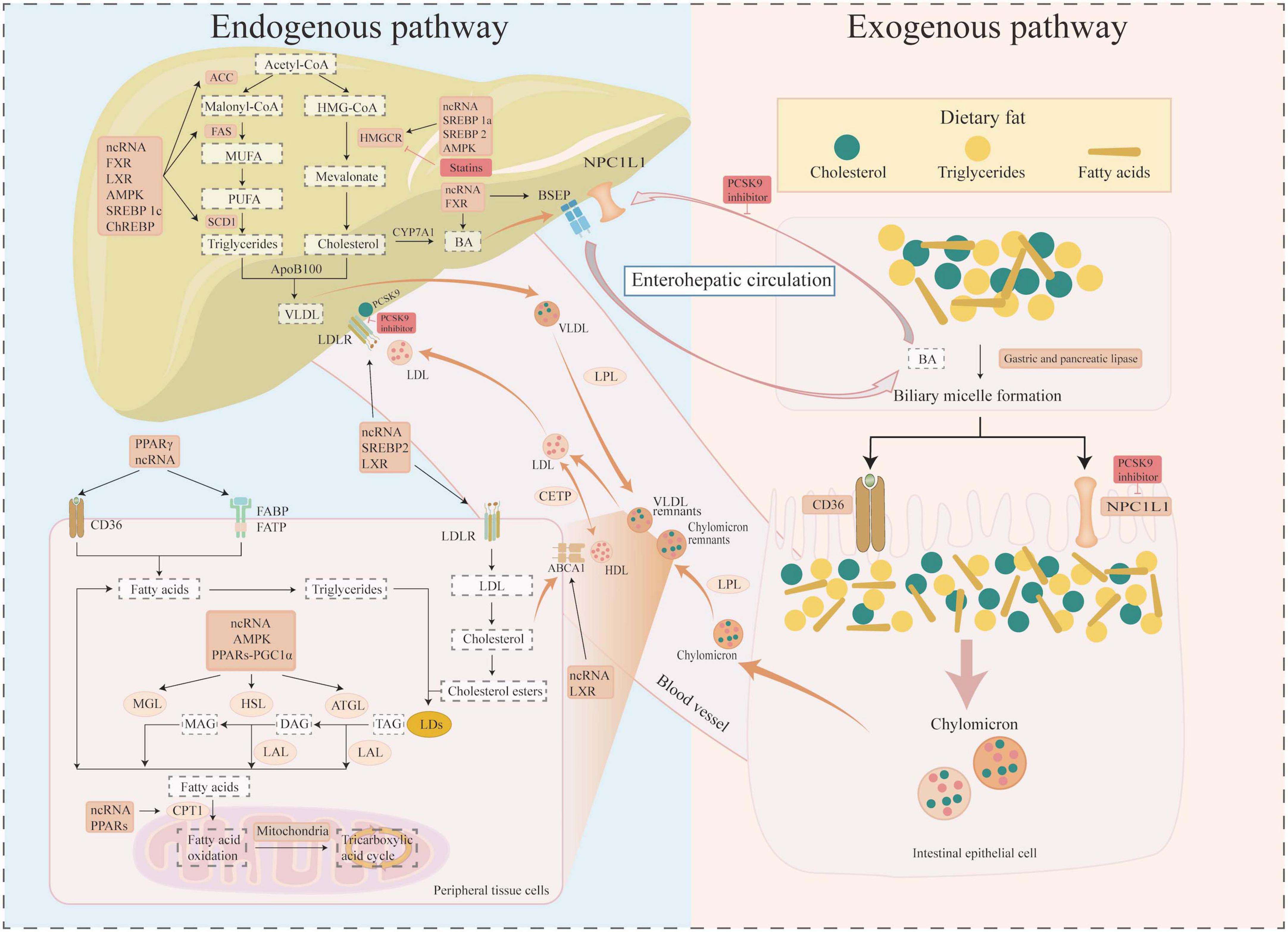 Diagram illustrating lipid metabolism pathways. The left section details the endogenous pathway involving liver processes, showing the uptake, synthesis, storage, and catabolism of lipid compounds such as cholesterol and triglycerides. The right section depicts the exogenous pathway, showing dietary fat absorption, bile acid micelle formation, and chylomicron creation in intestinal cells. Arrows indicate processes and interactions, with labels for molecules (such as SREBPs, PPARs, ChREBP, FXR, LXR, AMPK, and ncRNAs) and inhibitors (such as statins and PCSK9 inhibition) involved. The pathways are interconnected through enterhepatic circulation.