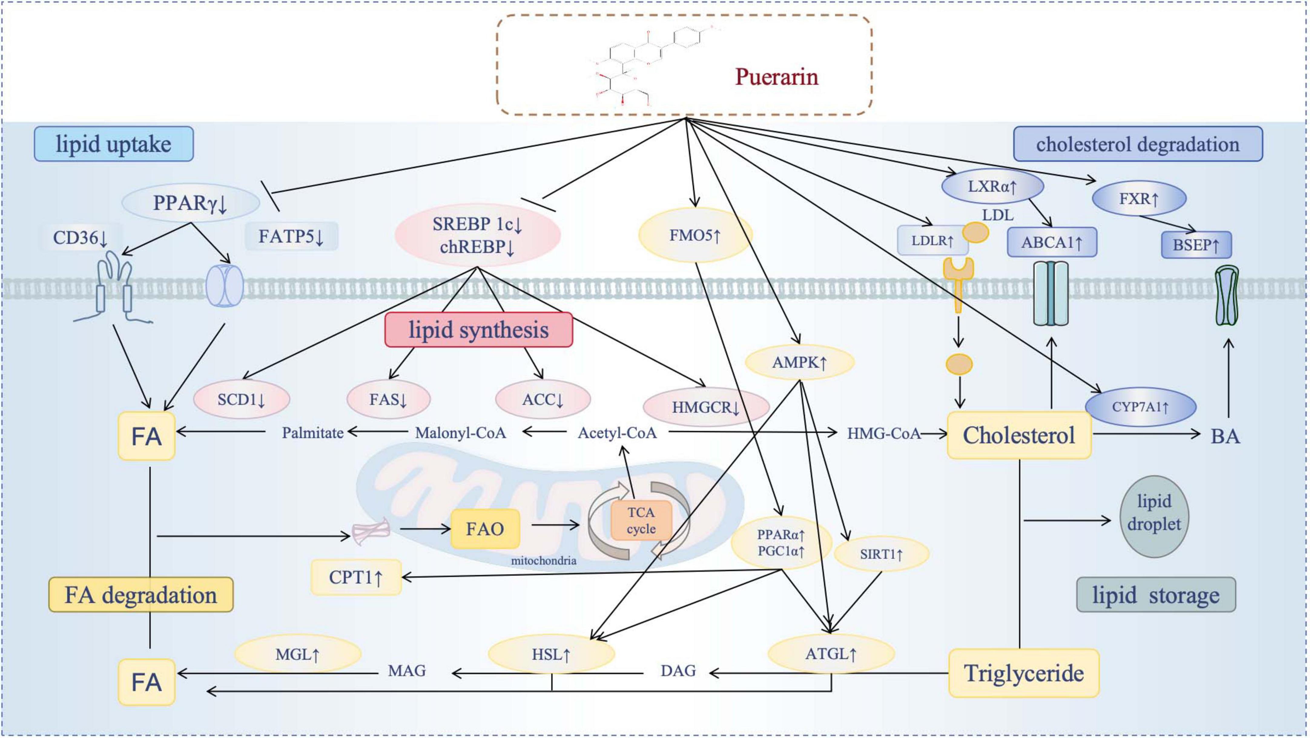 Diagram illustrating the effects of puerarin on lipid metabolism pathways. It shows the impact of puerarin on key lipid processes, including the reduction of lipid uptake, the inhibition of lipid synthesis, and the promotion of lipid degradation?enhancement of FA degradation and enhancement of cholesterol degradation). Puerarin modulates specific regulatory molecules (SREBPs, PPARs, ChREBP, FXR, LXR, AMPK), exerting either positive or negative effects. The flow of fatty acids, cholesterol and triglycerides was reflected in different processes.
