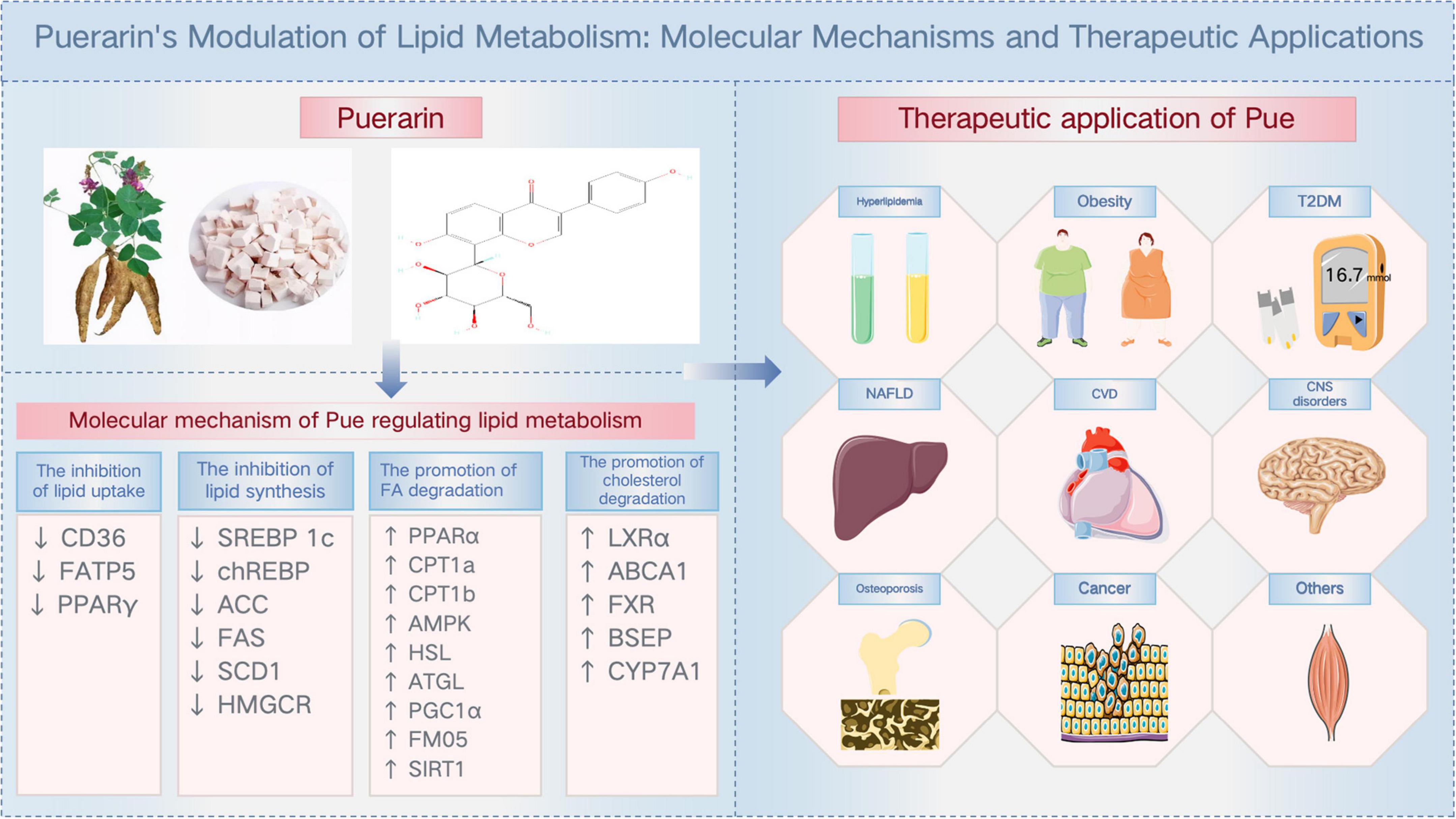 Diagram illustrating puerarin’s role in lipid metabolism and therapeutic applications. Left section shows puerarin sources and chemical structure. Middle details mechanisms like inhibiting lipid uptake and synthesis, promoting fatty acid degradation, and cholesterol control. Right section shows therapeutic applications, including hyperlipidemia, obesity, type 2 diabetes, fatty liver disease, cardiovascular and central nervous system disorders, osteoporosis, and cancer.