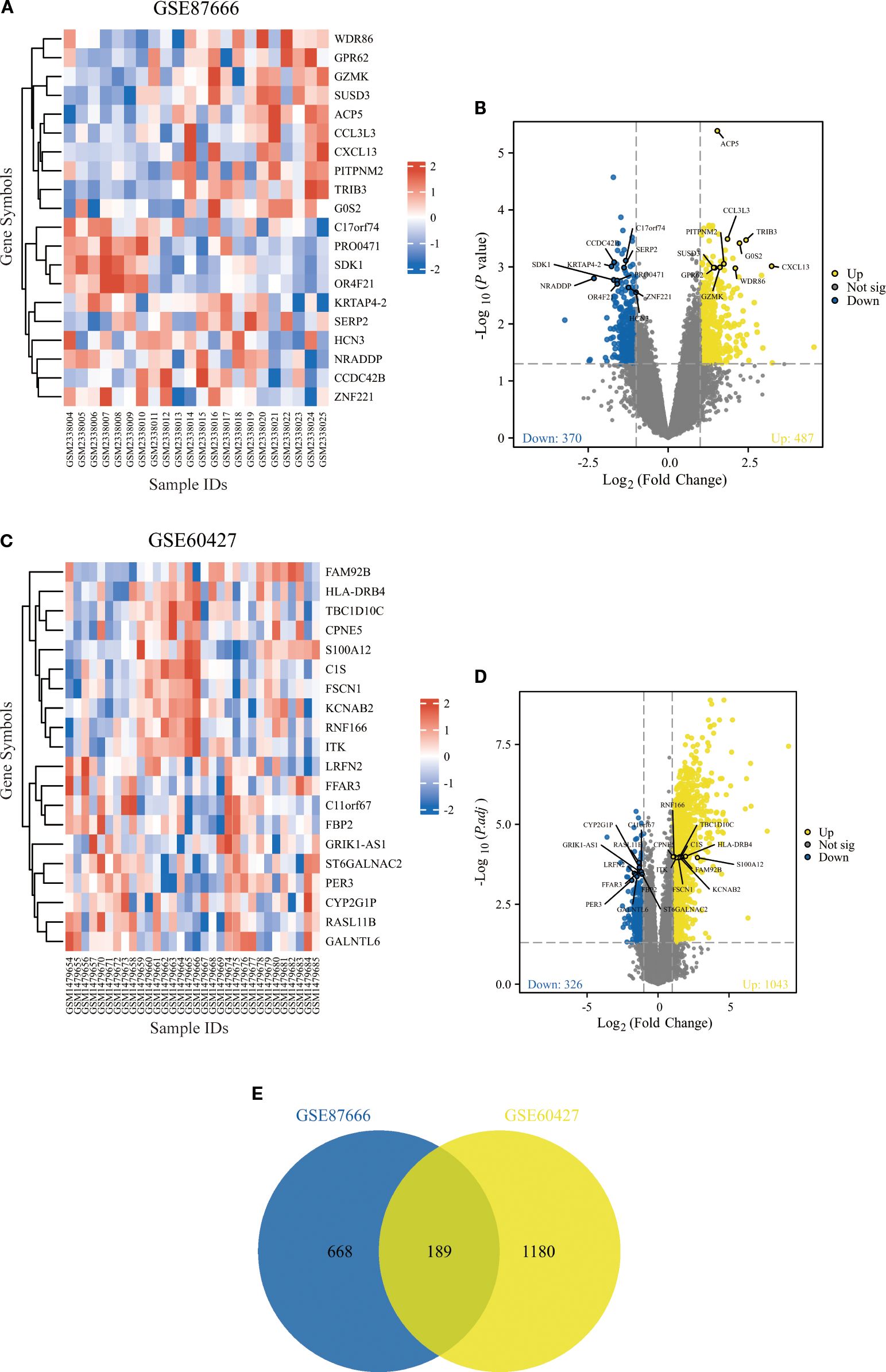 Heatmap A for GSE87666 shows gene expression levels with a color scale from blue to red. B is a volcano plot highlighting upregulated (yellow) and downregulated (blue) genes. Heatmap C for GSE60427 similarly illustrates gene expression, while D is its corresponding volcano plot. Below, a Venn diagram displays overlapping and unique gene counts between GSE87666 and GSE60427.