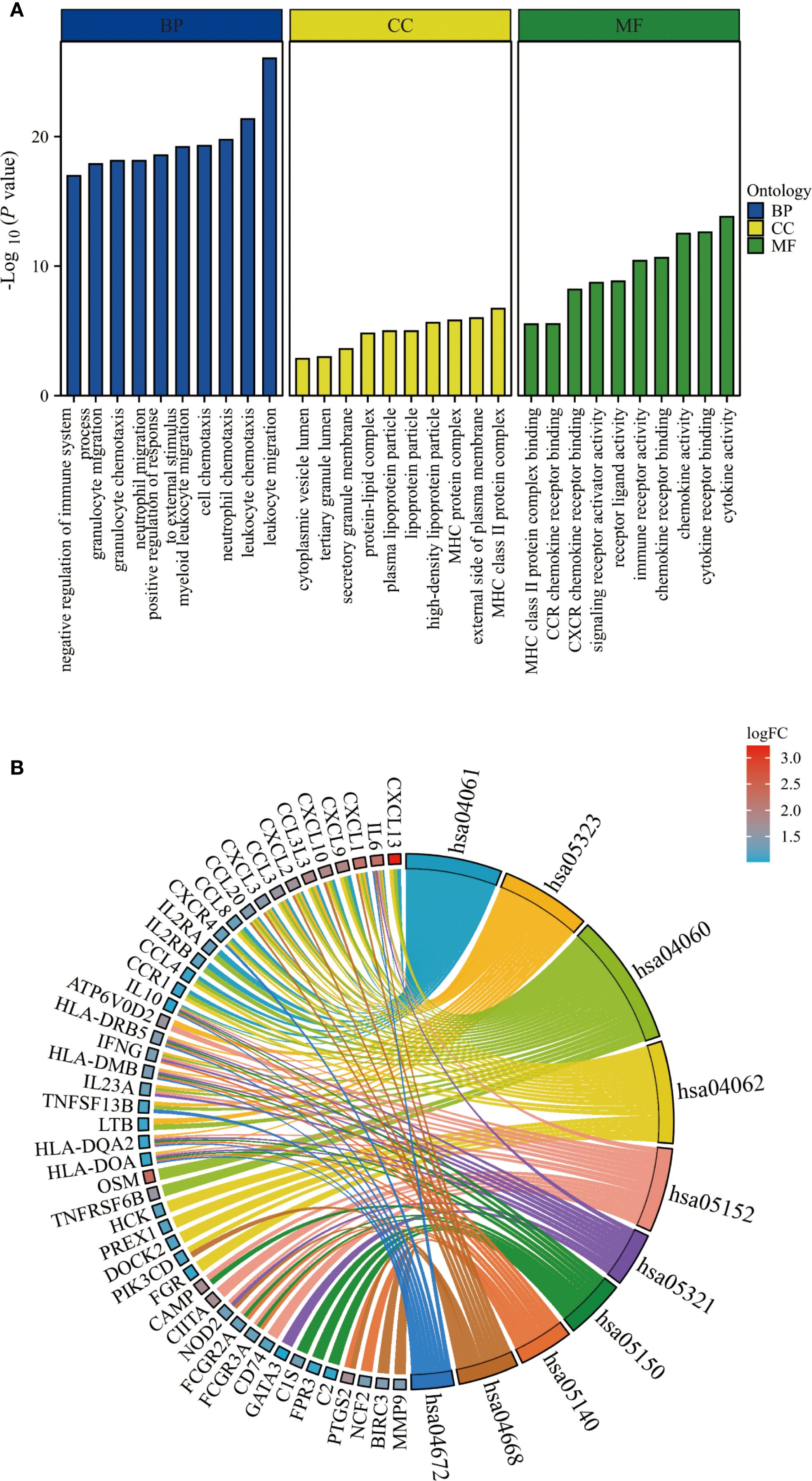Bar chart and circular diagram showing gene ontology enrichment analysis. The bar chart (A) categorizes biological processes (BP, CC, MF) with varying significance levels. The circular diagram (B) illustrates gene interactions with pathways. Colors indicate logFC values, ranging from blue to red, representing different magnitudes of gene expression.