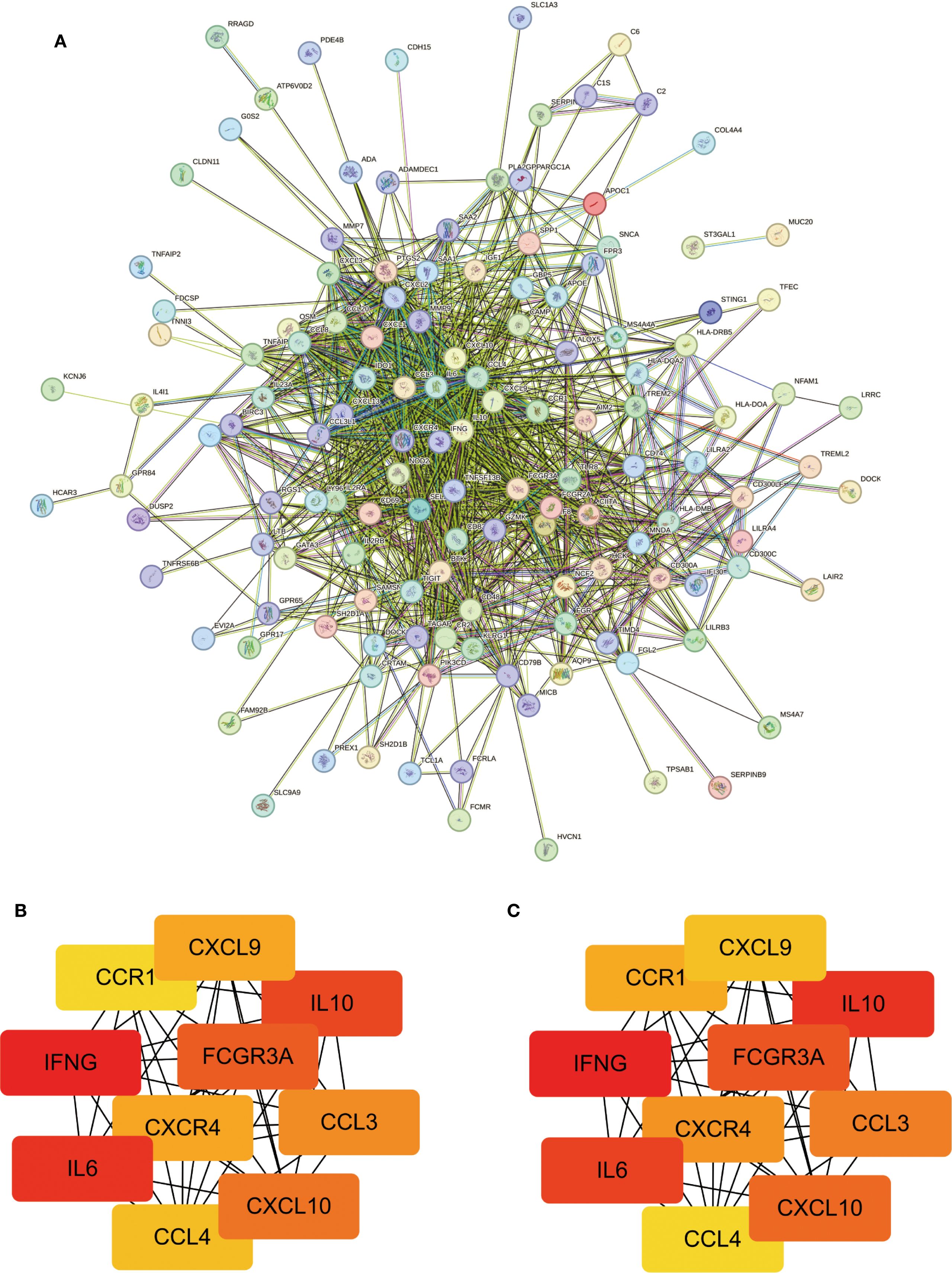 Diagram A depicts a complex network of interacting proteins, interconnected by lines of various colors. Diagrams B and C feature simpler interaction maps with rectangular nodes labeled with protein names such as CXCL9, IL10, and FCGR3A, connected by black lines. Diagrams B and C are color-coded with gradients to show variable interactions.