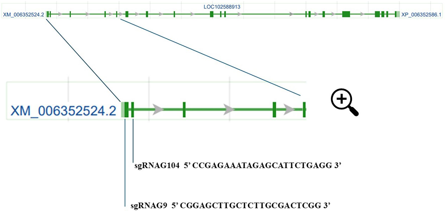 Genetic sequence diagram with a highlighted section labeled XM_006352524.2, showing several arrows and blocks indicating gene structure. Below, sequences sgRNAG104 and sgRNAG9 are displayed with nucleotide strings. A magnifying glass icon suggests zoom functionality.