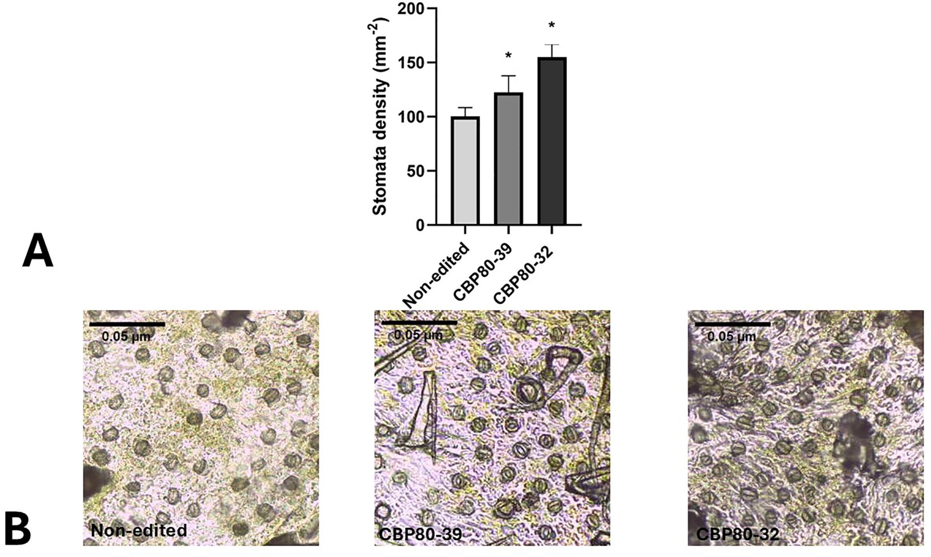 A bar chart and three microscopic images comparing stomata density in non-edited, CBP80-39, and CBP80-32 samples. The chart shows increasing stomata density from non-edited to CBP80-32. Each microscopic image corresponds to one of the samples, showing stomata distribution with a scale bar of 0.05 micrometers.