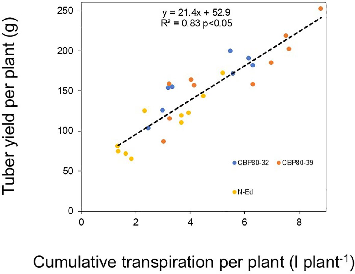 Scatter plot showing the relationship between cumulative transpiration per plant and tuber yield per plant (in grams). Data points are color-coded: blue for CBP80-32, orange for CBP80-39, and yellow for N-Ed. A dashed trend line shows a positive correlation with an equation of y = 21.4x + 52.9 and R² = 0.83, p < 0.05.