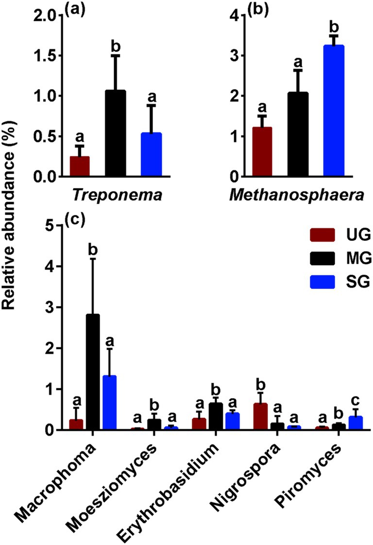 Bar charts showing the relative abundance of different microorganisms in three groups: UG (red), MG (black), and SG (blue). Graphs (a) and (b) display Treponema and Methanosphaera, respectively. Graph (c) shows Macrophoma, Moesziomyces, Erythrobasidium, Nigrospora, and Piromyces. Annotated with significance letters above each bar.