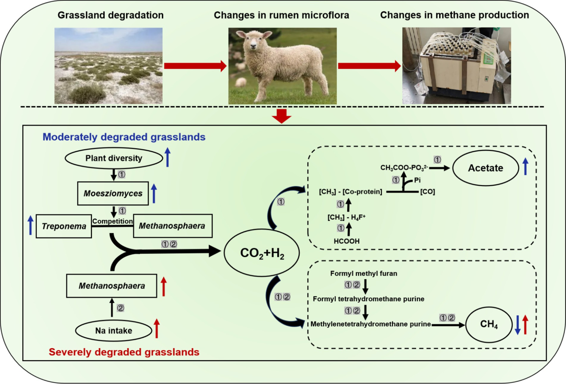 Diagram showing the relationship between grassland degradation, changes in rumen microflora, and methane production. Initially, grassland degradation affects plant diversity and microbial species like Moesziomyces and Treponema, impacting Methanosphaera competition. This leads to variations in CO2 and H2 production, influencing the formation of acetate and methane (CH4). Changes include increased acetate and varied methane levels due to altered microbial pathways in moderately and severely degraded grasslands.