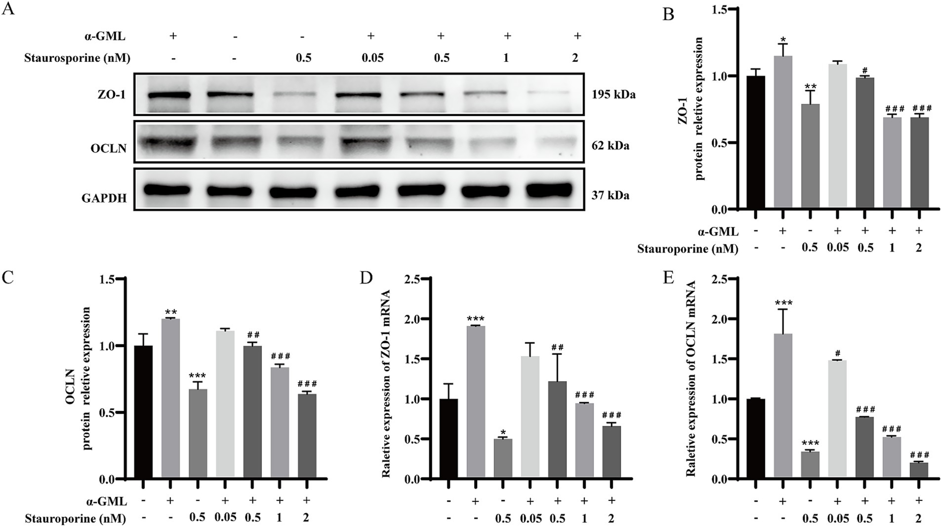 Western blot and bar graphs showing the effect of α-GML and staurosporine on protein and mRNA expression. Panel A displays protein bands for ZO-1, OCLN, and GAPDH. Panels B and C are bar graphs of ZO-1 and OCLN protein expression, while panels D and E show relative mRNA expression for ZO-1 and OCLN. Conditions vary under α-GML presence and different staurosporine concentrations. Statistical significance is noted with symbols.