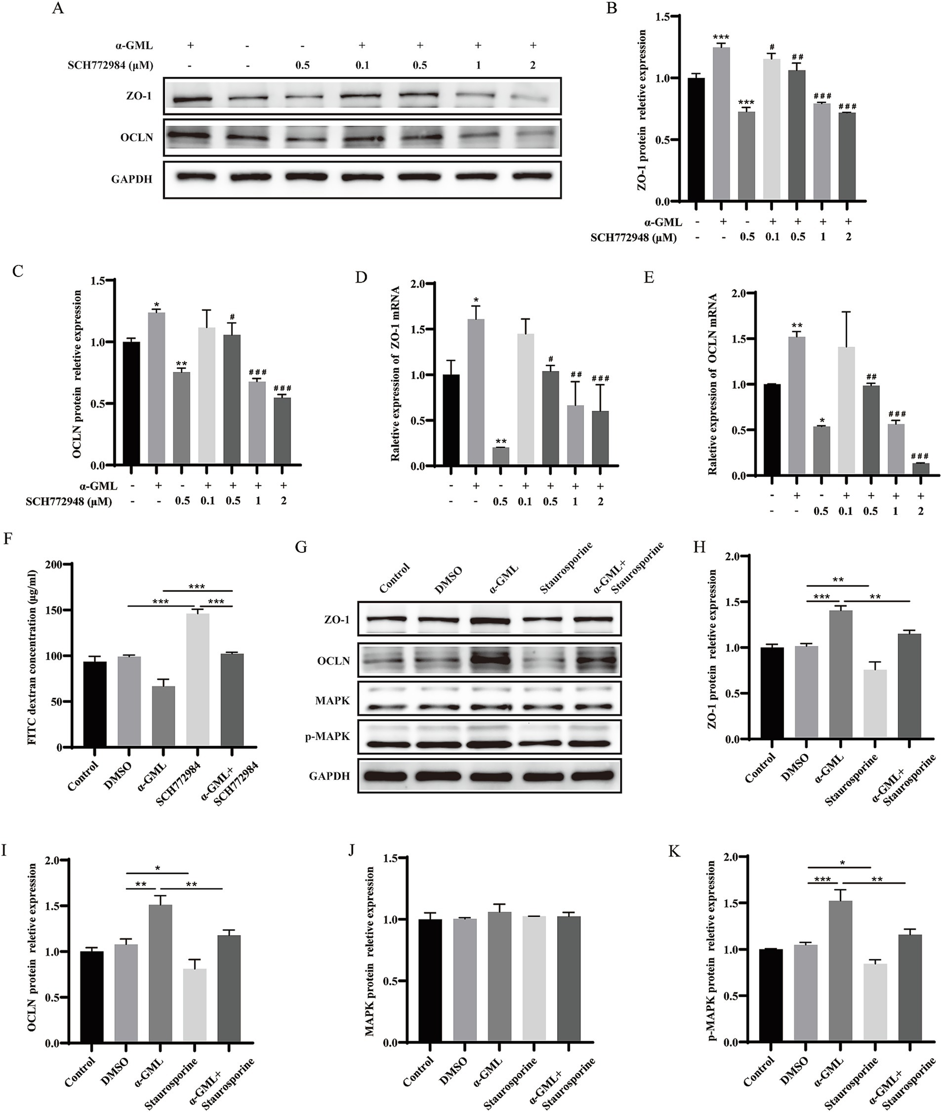 Western blots and bar graphs illustrate protein and RNA expression. Panel A presents Western blots of ZO-1, OCLN, and GAPDH with differing SCH772984 concentrations. Bar graphs (B-E) quantify ZO-1 and OCLN protein and RNA expression, showing statistical significance with asterisks. Panel F depicts a bar graph for FITC dextran concentration. Panel G shows additional Western blots for ZO-1, OCLN, MAPK, p-MAPK, and GAPDH under various treatments. Bar graphs (H-K) quantify protein expressions from Panel G, indicating statistical significance.