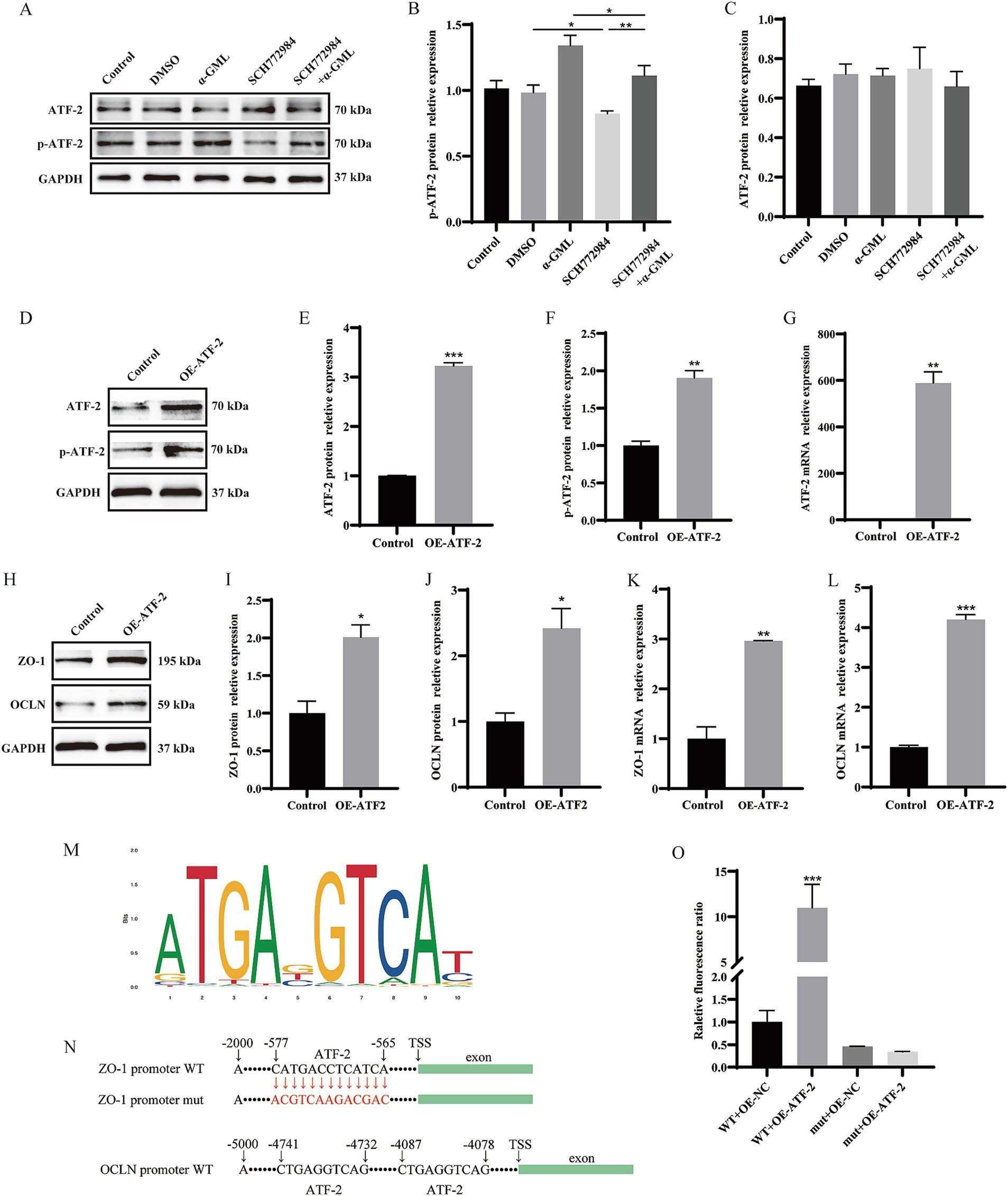 A series of panels from a scientific study showing Western blot analyses, bar graphs, DNA sequence motifs, and promoter diagrams. Panels A and D display Western blots for proteins including ATF-2 and GAPDH. Panels B, C, E, F, G, I, J, K, L, and O show bar graphs comparing protein and mRNA expression levels under various conditions, with significant differences noted. Panel H shows another Western blot for ZO-1, OCLN, and GAPDH. Panel M features a DNA sequence motif graphic. Panel N illustrates wild-type and mutant promoter diagrams for ZO-1 and OCLN. Statistically significant changes are indicated with asterisks (*, **, ***).