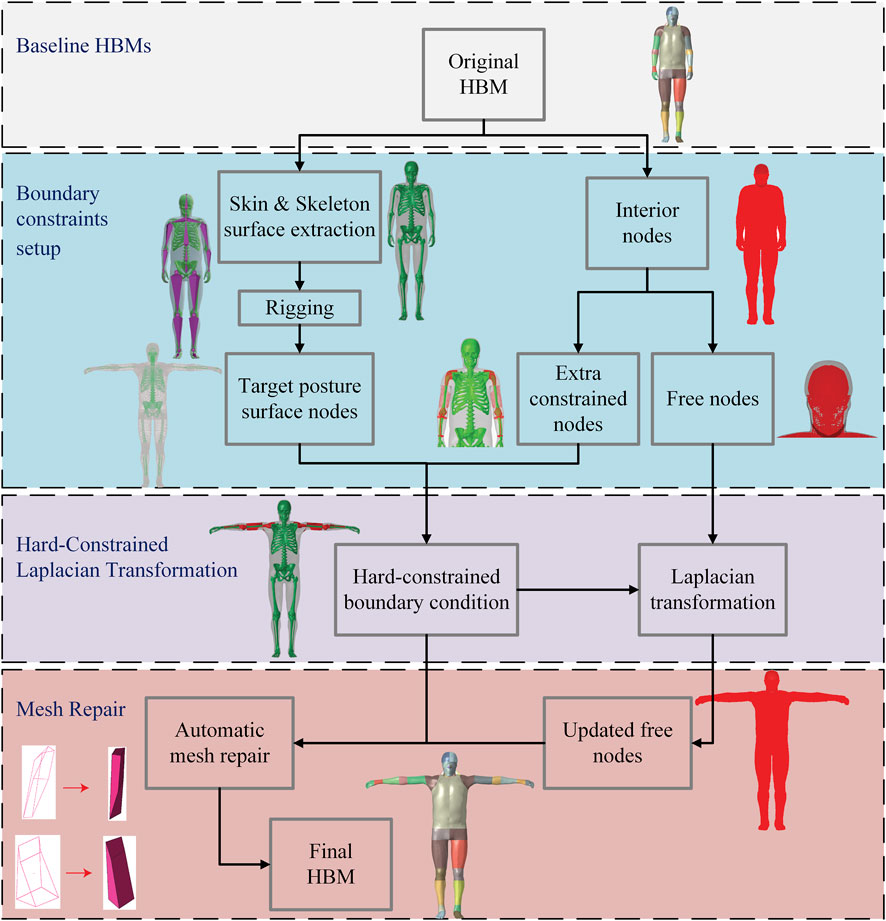 Flowchart illustrating a process for Human Body Model (HBM) transformation. It consists of three sections: Baseline HBMs, Hard-Constrained Laplacian Transformation, and Mesh Repair. The original HBM is extracted for skin and skeleton surfaces, rigged to form target posture surface nodes, then proceeds to apply hard-constrained Laplacian transformation, creating updated free nodes. Finally, automatic mesh repair leads to the final HBM. Images of human models in each stage depict the transformation, with different body postures and color-coded nodes showing constraints and updates.