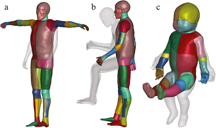 Three segmented anatomical models labeled a, b, and c. Model a depicts a standing human figure with arms extended, model b shows a human in a crouched position, and model c features a seated infant. Each model is divided into multiple colored sections representing different body parts.