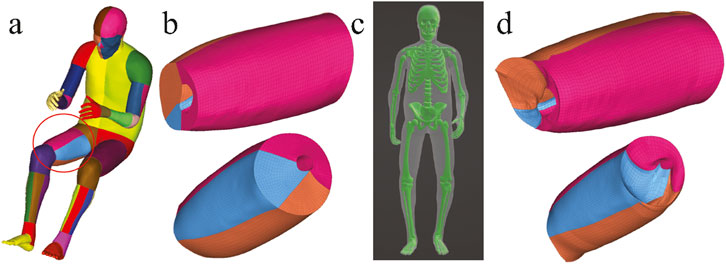 Illustration showing a multicolored anatomical model of a person sitting (a), with highlighted regions, and segmented models of limbs (b, d) in pink, blue, and orange. An adjacent green skeleton overlay (c) displays full human anatomy in an upright position.
