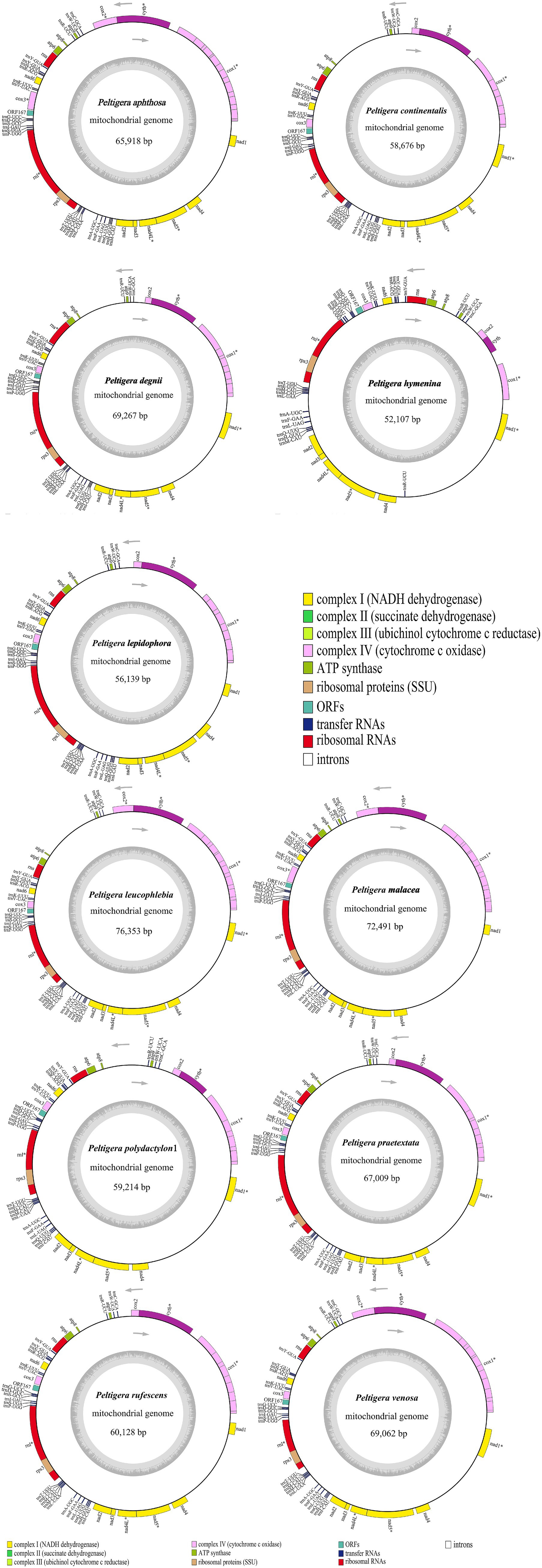 Circular diagrams representing mitochondrial genomes of five Peltigera species, labeled with gene regions. Each diagram includes distinct color-coded regions for different gene complexes and elements: complex I (yellow), complex II (green), complex III (light green), complex IV (pink), ATP synthase (brown), ribosomal proteins (red), ORFs (blue), transfer RNAs (dark blue), ribosomal RNAs (red), and introns (white). Specific genome sizes are indicated in the center of each circle. Circular diagrams illustrate the mitochondrial genomes of six Peltigera species, indicating genome size in base pairs. Colored segments represent various genes and functions, such as NADH dehydrogenase, cytochrome c oxidase, ATP synthase, and ribosomal proteins, along with transfer RNAs and open reading frames. Each genome is labeled with species name and base pair count.
