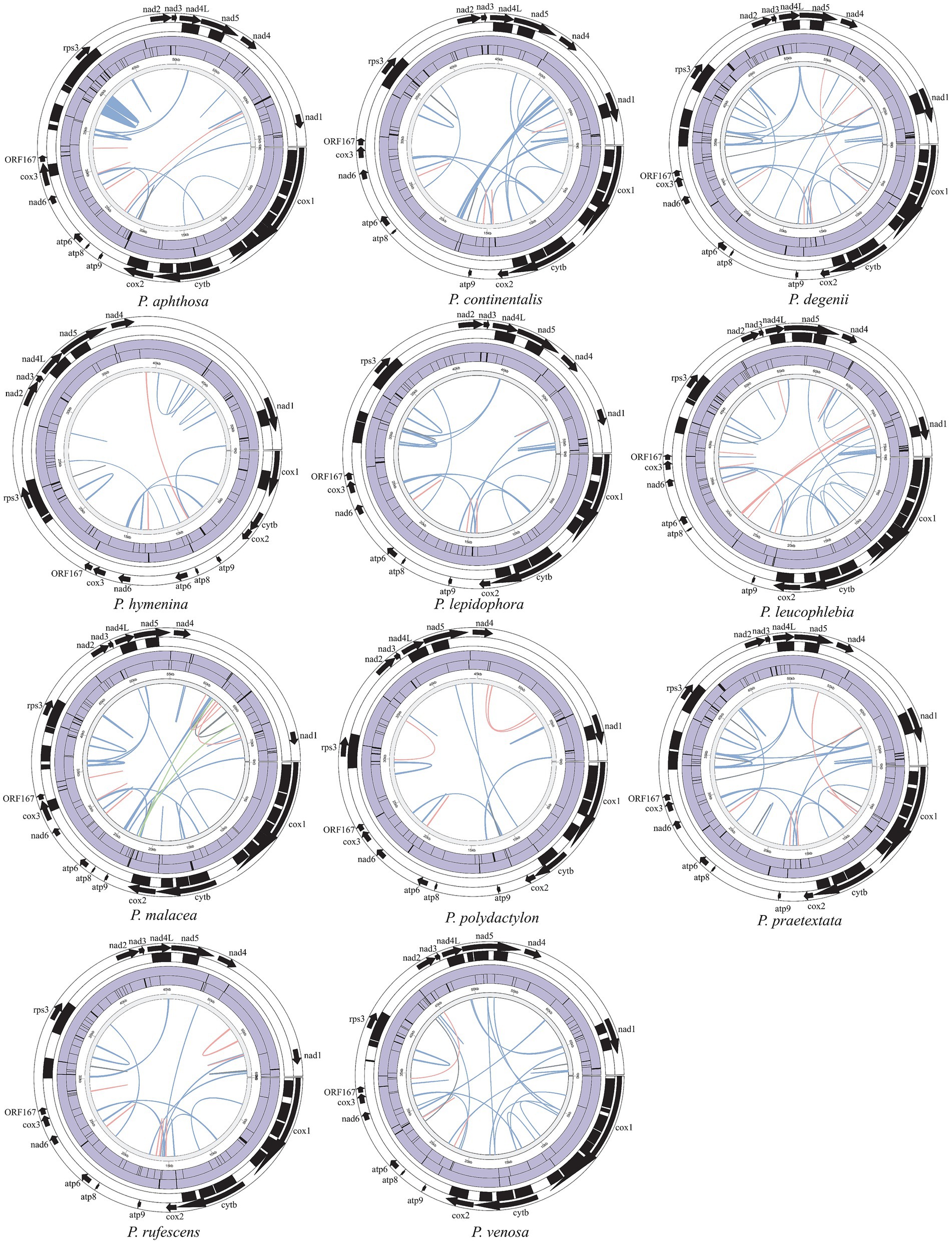 The repeated distribution map of 11 Peltigera mitogenomes. Each circle from inside to outside represents the following: Interspersed repeats (blue represents “Forward,” pink represents “Palindromic,” gray represents “Reverse,” and green represents “Complement”), SSRs, tandem repeats, introns, mitogenomes coding region. The black square indicates the area covered by each element, while the purple filling is not relevant.