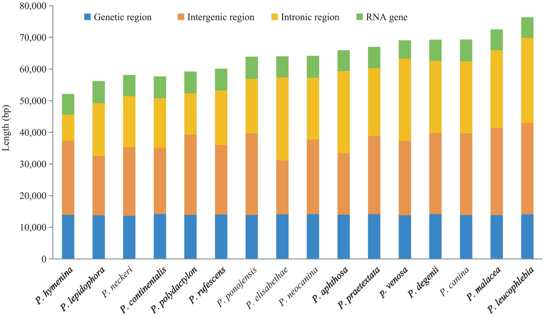 Bar chart showing the lengths of various genetic regions in base pairs for different species. The regions include genetic (blue), intergenic (orange), intronic (yellow), and RNA gene (green) segments. Each species is listed along the horizontal axis, and the combined length in base pairs is shown on the vertical axis.