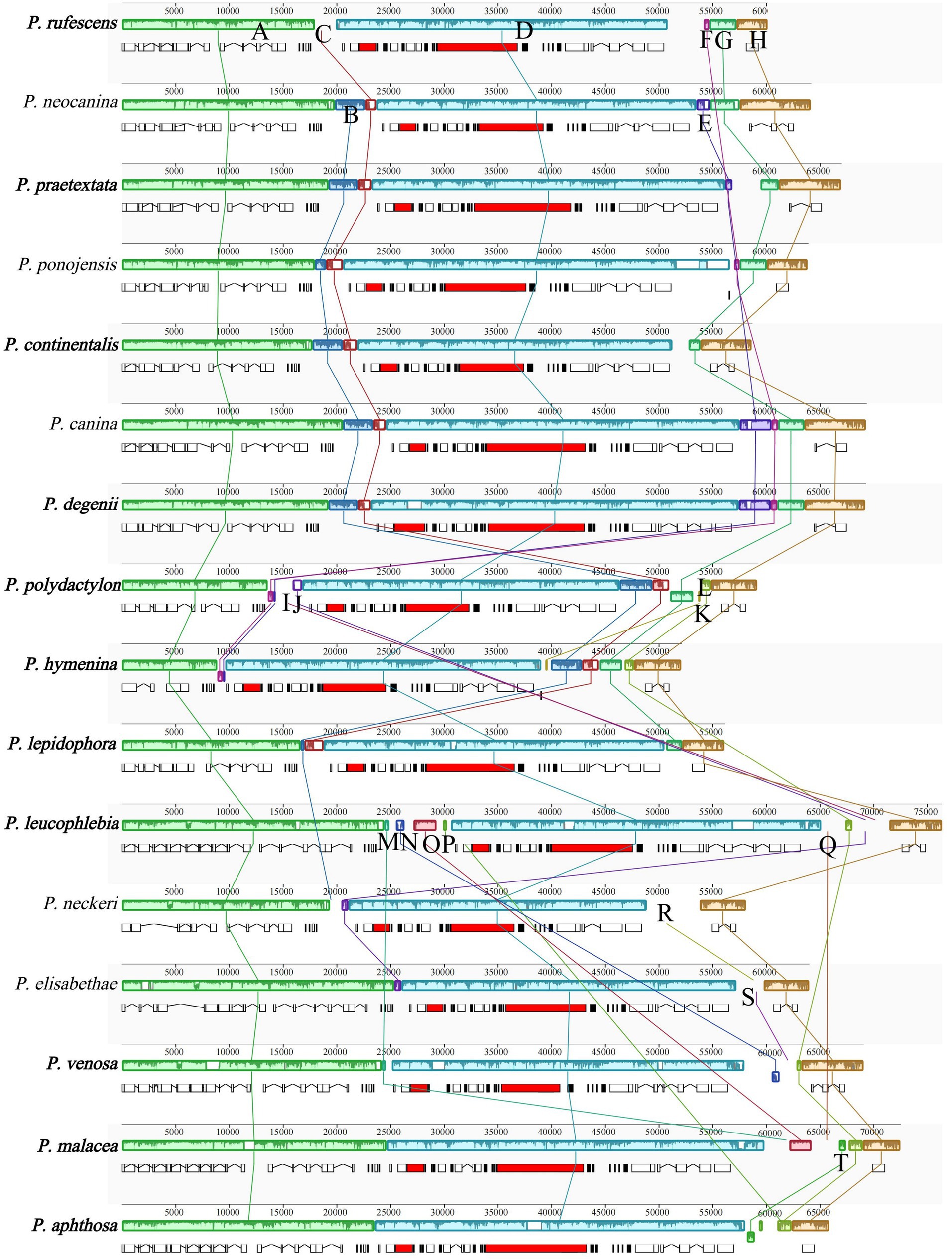 Comparative mitogenomic gene rearrangement analysis of the 16 Peltigera species using Mauve. The same color blocks represented homologous regions between different species. Species in this study are shown in bold.