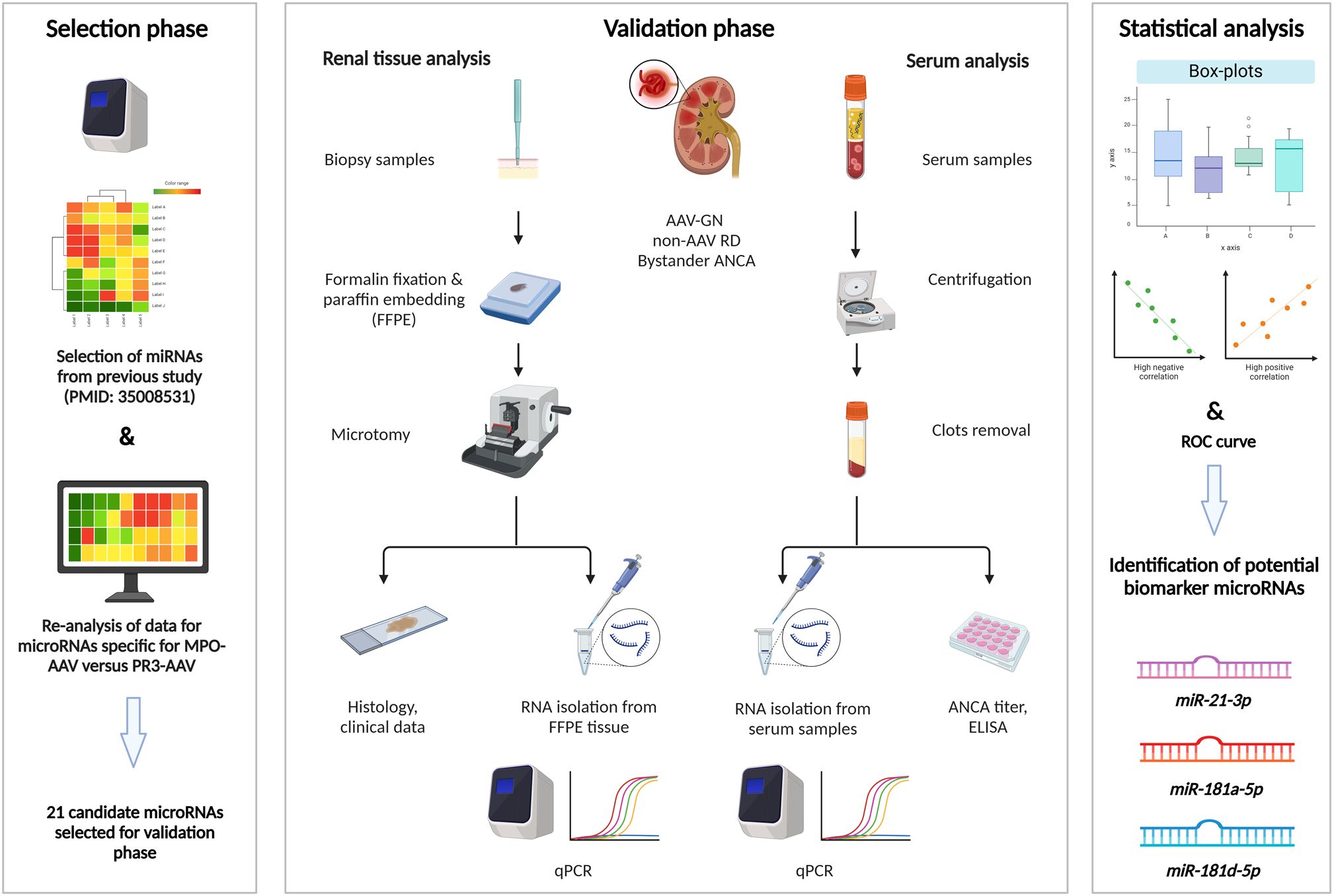 Diagram of a multi-phase study process. The selection phase involves choosing microRNAs, followed by a validation phase with renal and serum analysis. Renal analysis includes biopsy, fixation, embedding, microtomy, histology, and RNA isolation. Serum analysis involves centrifugation and clot removal. qPCR is conducted for both RNA types. Statistical analysis uses box-plots and ROC curves to identify potential biomarker microRNAs: miR-21-3p, miR-181a-5p, and miR-181d-5p.
