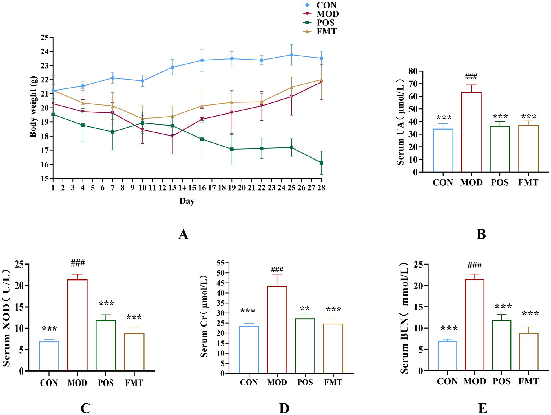 Chart A shows body weight changes over 28 days for four groups: CON, MOD, POS, FMT. Chart B shows serum uric acid levels, with higher values in MOD; POS and FMT are similar, and measures are lowest in CON. Chart C shows serum xanthine oxidase, peaking in MOD. Chart D shows serum creatinine, with MOD highest. Chart E shows serum blood urea nitrogen, also highest in MOD. Asterisks indicate statistical significance, and pound signs denote notable comparisons.