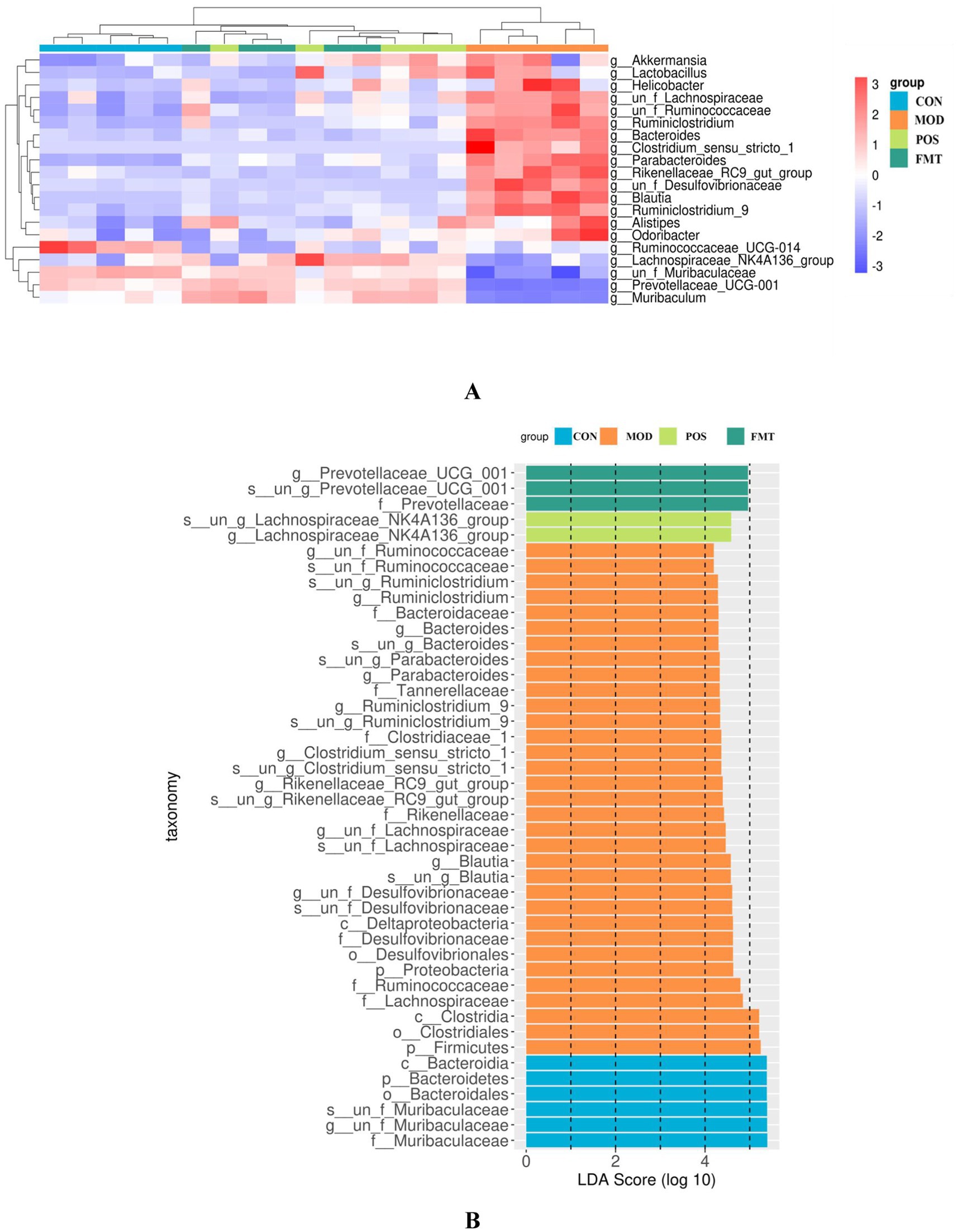 Figure A shows a heatmap with hierarchical clustering of microbial taxa across different groups: CON, MOD, POS, and FMT. Red and blue colors indicate high and low abundance, respectively. Figure B presents a bar graph showing Linear Discriminant Analysis (LDA) scores of the taxa, with colors corresponding to each group. Taxonomic categories are listed on the left, and LDA scores are on the bottom.