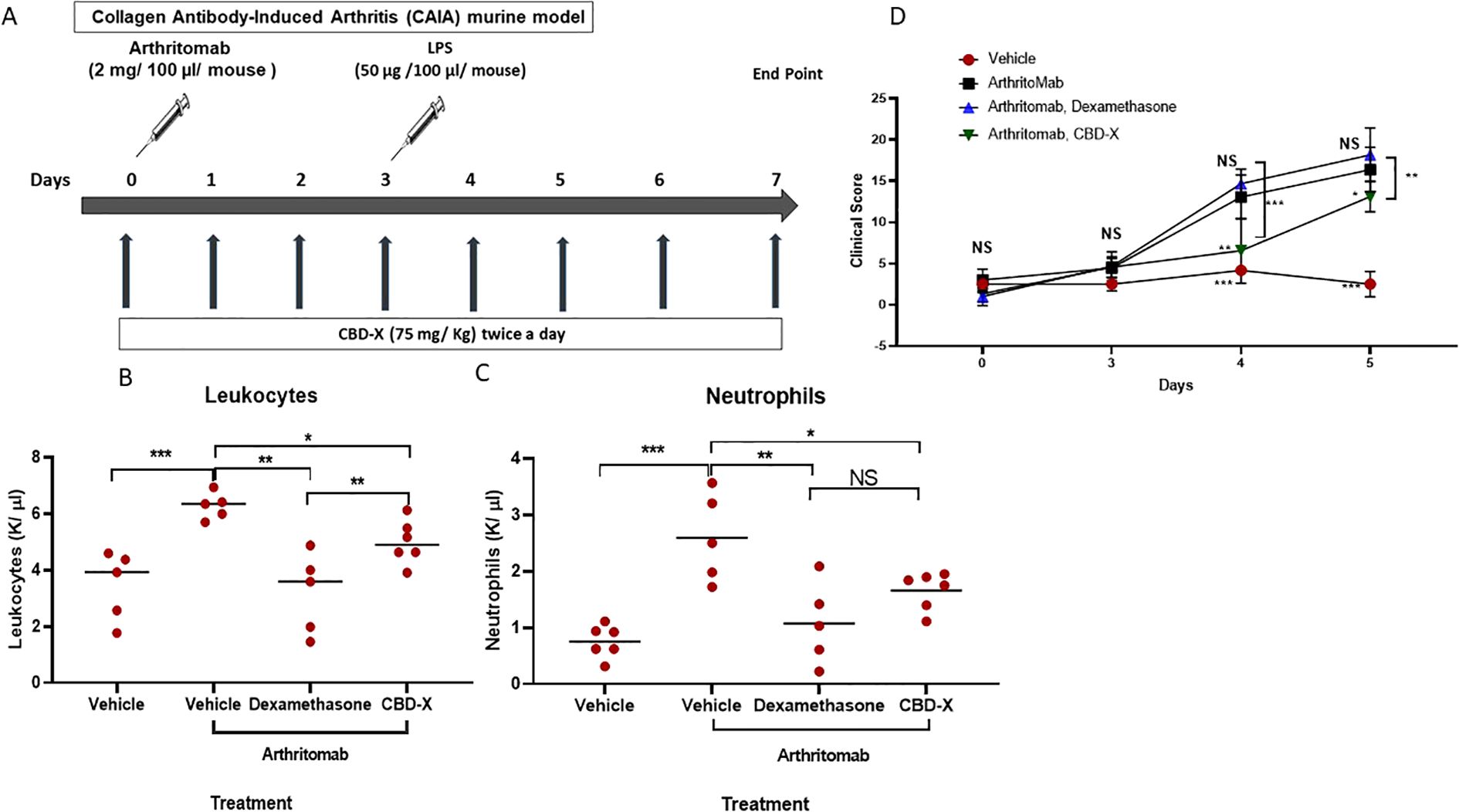 Diagram illustrating a murine model of collagen antibody-induced arthritis with four panels. Panel A shows the experimental timeline for arthritomab and LPS treatment. Panel B and C display scatter plots of leukocyte and neutrophil counts under different treatments. Panel D presents a line graph comparing clinical scores over days with different treatments. Statistical significance is indicated by asterisks and “NS” for non-significance.