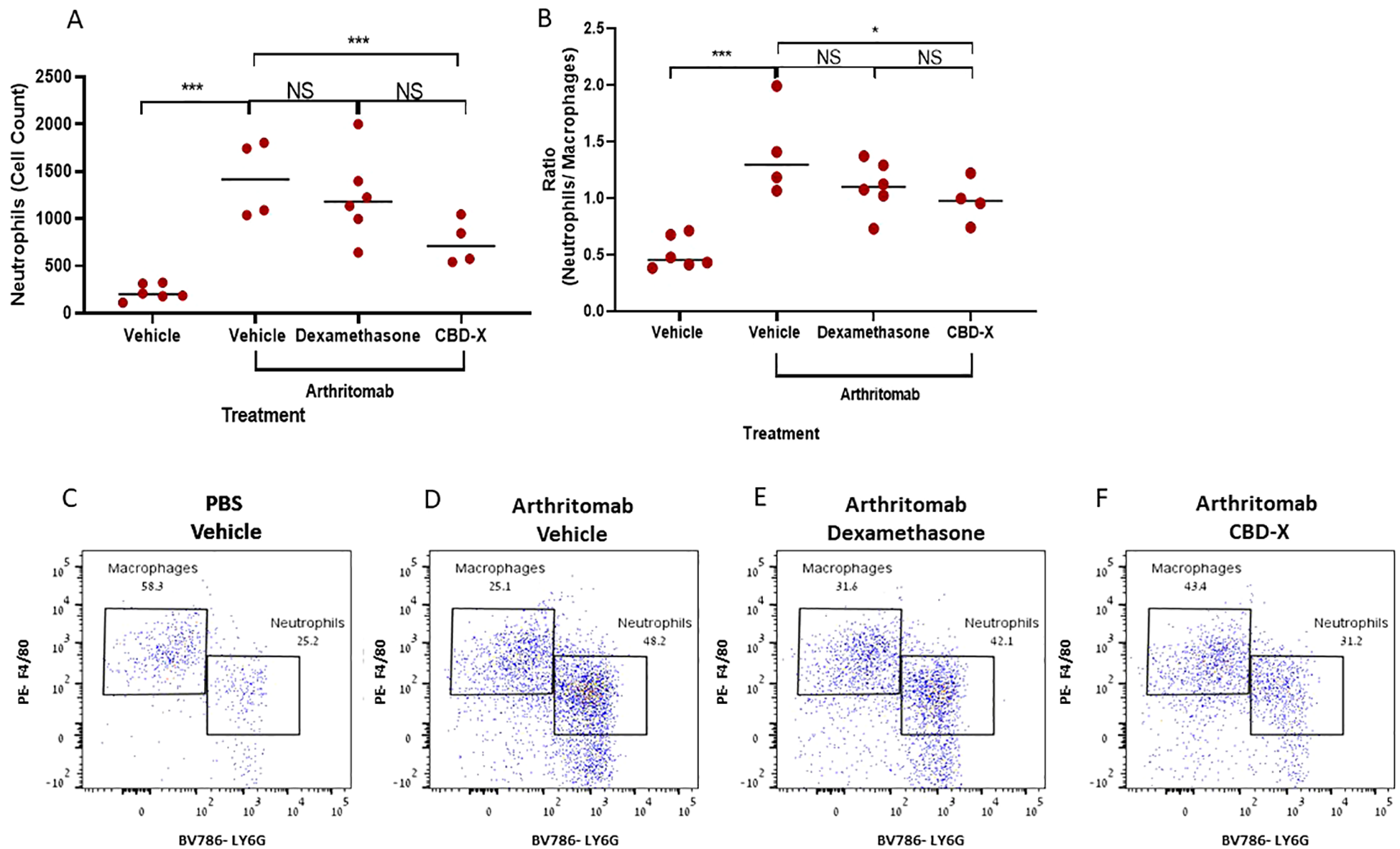 Graphs and flow cytometry plots analyzing the effect of different treatments on neutrophils and macrophages. Graph A shows neutrophil cell counts, with significant differences marked by asterisks. Graph B illustrates the neutrophil-to-macrophage ratio, also indicating significance. Plots C to F display cell populations under varying conditions: PBS Vehicle, Arthritomab Vehicle, Arthritomab Dexamethasone, and Arthritomab CBD-X, showing differences in macrophage and neutrophil percentages.