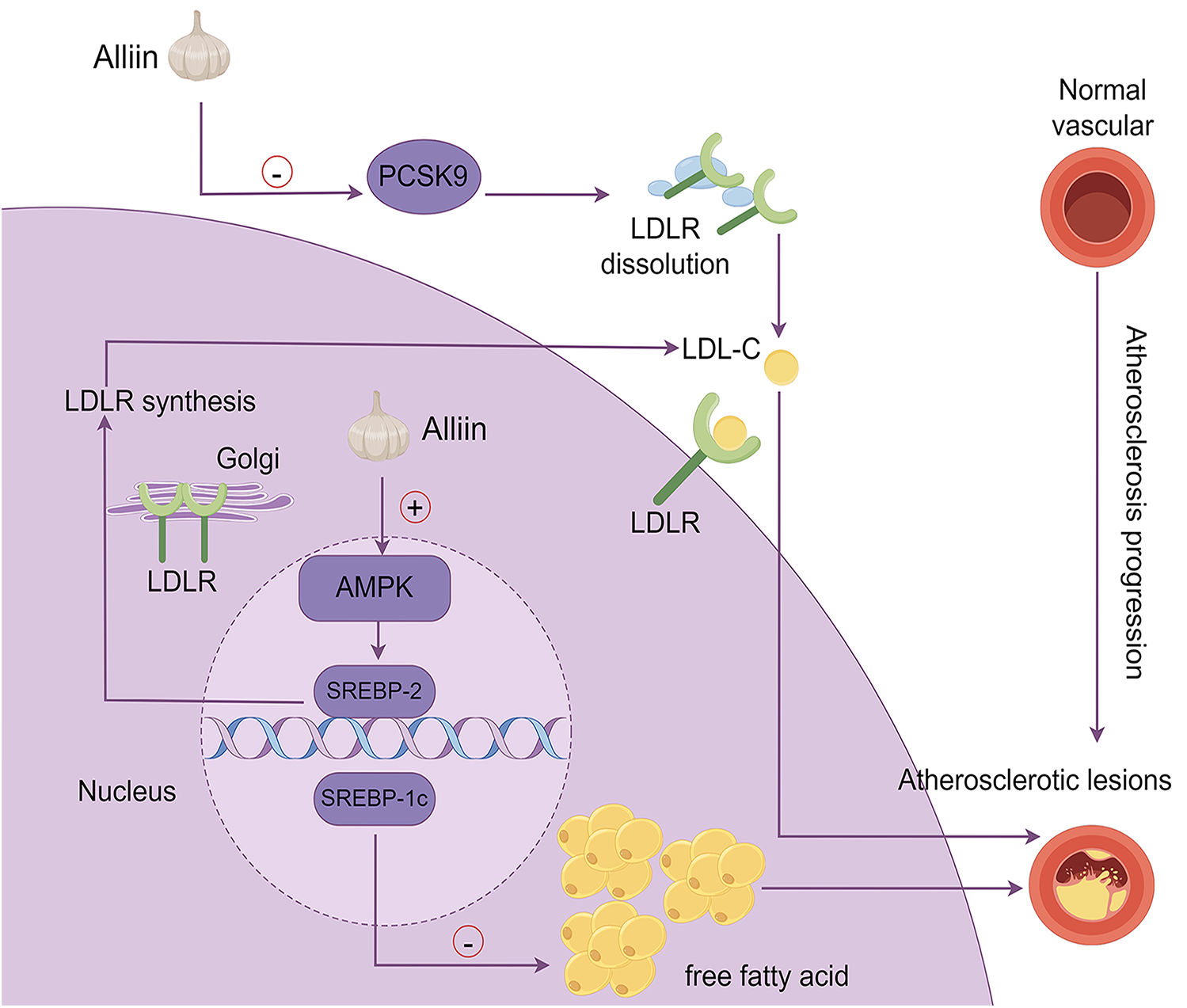 Diagram illustrating the impact of Alliin on cholesterol metabolism. Alliin inhibits PCSK9, reducing LDLR dissolution and LDL-C levels, and enhances LDLR synthesis via AMPK activation. This process decreases atherosclerotic lesions, promoting normal vascular function and reducing atherosclerosis progression.