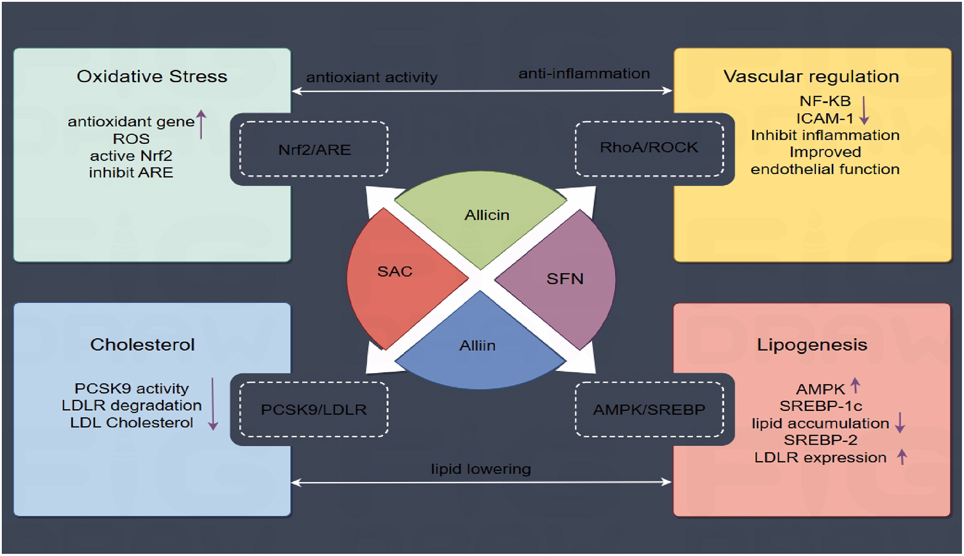 Diagram showing the effects of four compounds: Allicin, SAC, SFN, and Alliin. They impact oxidative stress, vascular regulation, cholesterol, and lipogenesis. Antioxidant activity and anti-inflammation are linked to Oxidative Stress and Vascular regulation. Cholesterol and Lipogenesis relate to lipid lowering. The pathways Nrf2/ARE, RhoA/ROCK, PCSK9/LDLR, and AMPK/SREBP are involved.