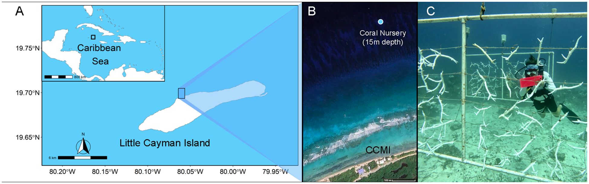 Map and images depicting Little Cayman Island and a coral nursery. Panel A shows the location of Little Cayman Island in the Caribbean Sea. Panel B is an aerial view indicating the coral nursery's depth at 15 meters near the CCMI. Panel C shows a diver working at the coral nursery with coral fragments attached to a metal framework.