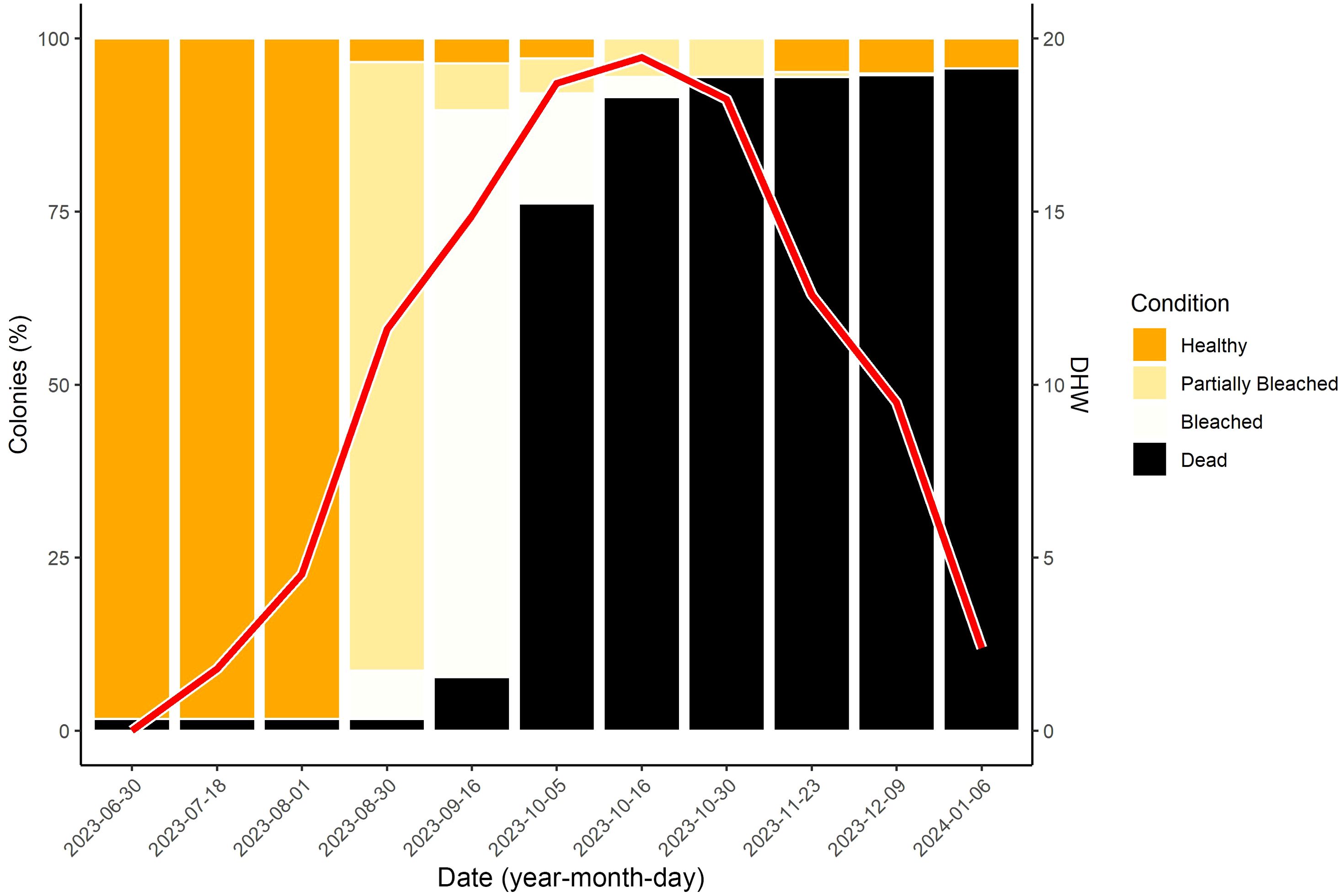 Stacked bar chart depicting the percentage of coral colonies in various conditions over time from June 30, 2023, to January 6, 2024. Categories include healthy (orange), partially bleached (light yellow), bleached (white), and dead (black). The red line shows DWH values on the secondary axis, peaking in early October 2023. Notable trends include a decrease in healthy and an increase in dead colonies over time.