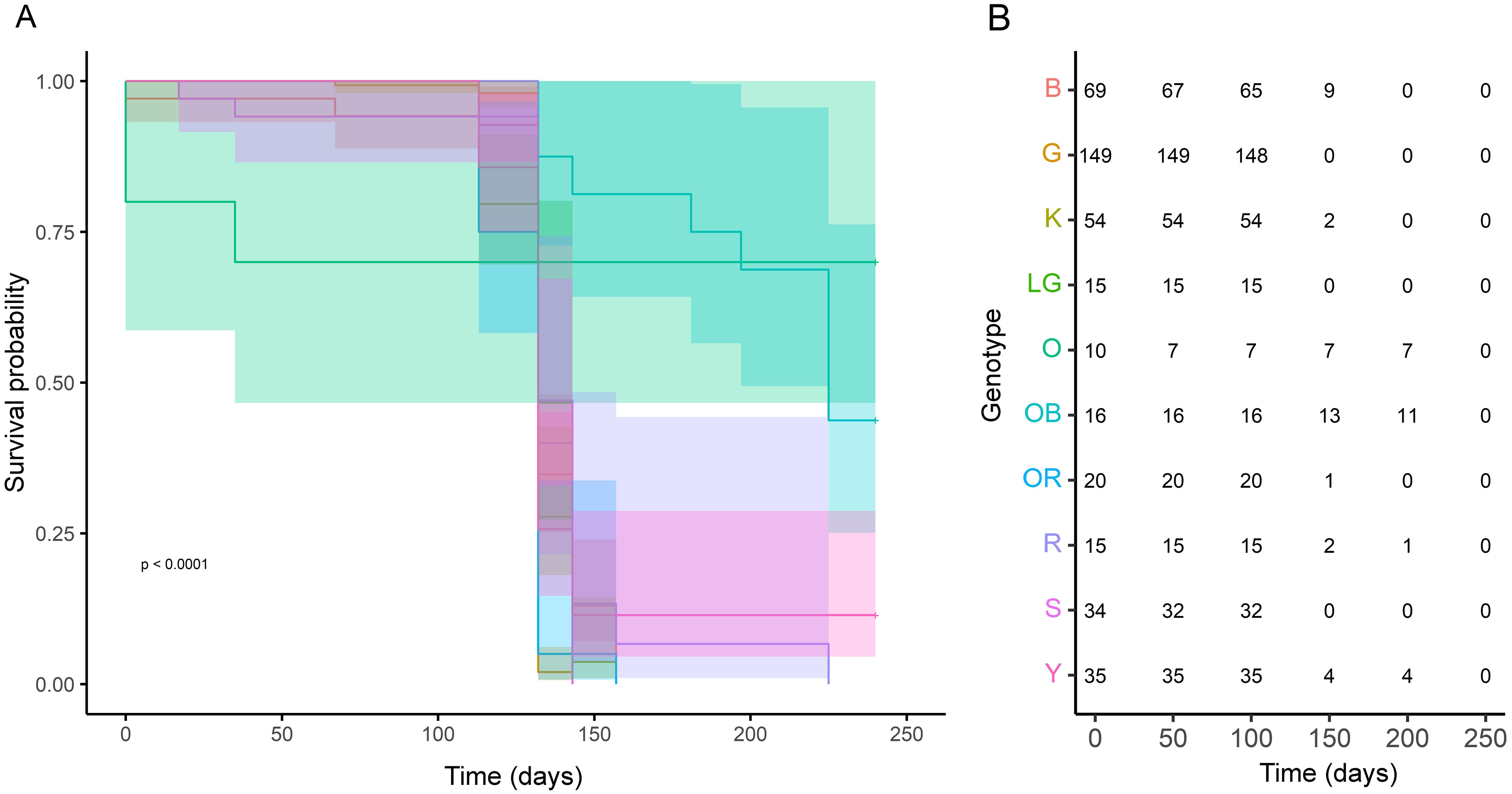Kaplan-Meier survival curve showing various genotypes, with survival probability on the y-axis and time in days on the x-axis. Different colored lines represent each genotype. A table labeled “B” on the right lists the number of subjects for each genotype over time, highlighting disparities in survival. The significance level is p < 0.0001.