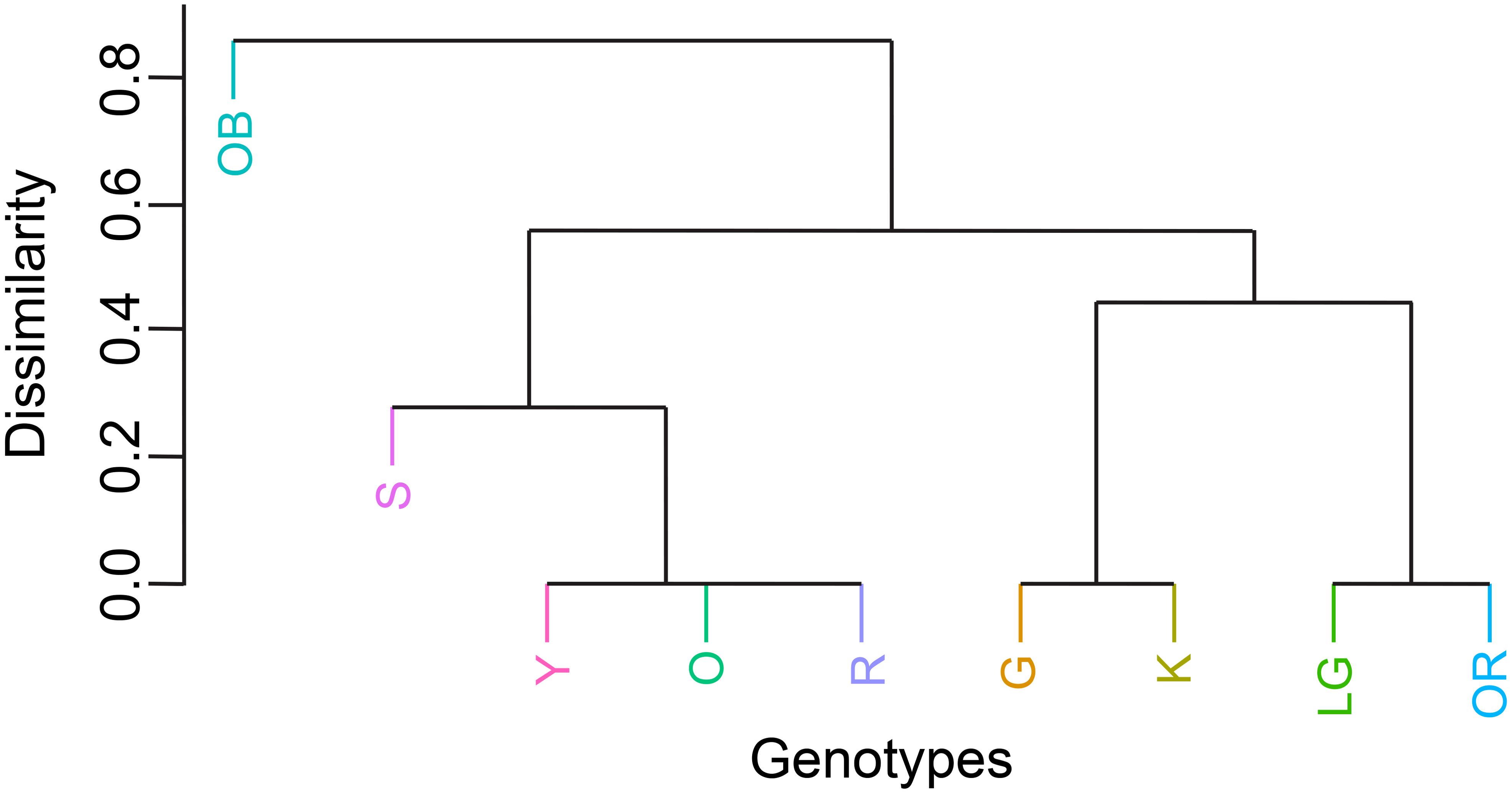 Dendrogram showing the dissimilarity among genotypes labeled OB, S, Y, O, R, G, K, LG, and OR. The vertical axis represents dissimilarity ranging from zero to 0.8. Genotypes are clustered based on increasing dissimilarity.
