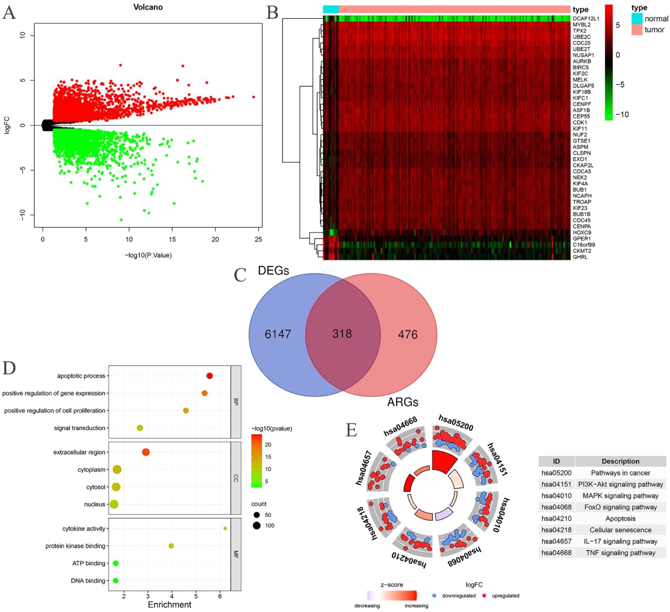 Five-panel figure displaying genetic data analysis: A) Volcano plot with red and green dots showing significant gene expression changes. B) Heatmap with hierarchical clustering of gene expression for normal and tumor types, indicated by color scale from green to red. C) Venn diagram indicating overlap between DEGs (Differentially Expressed Genes) and ARGs (Apoptosis-Related Genes), highlighting 318 common genes. D) Dot plot illustrating gene enrichment in categories such as apoptotic process and signal transduction, color-coded by significance. E) Circular diagram showing signaling pathways with a table detailing pathway descriptions.