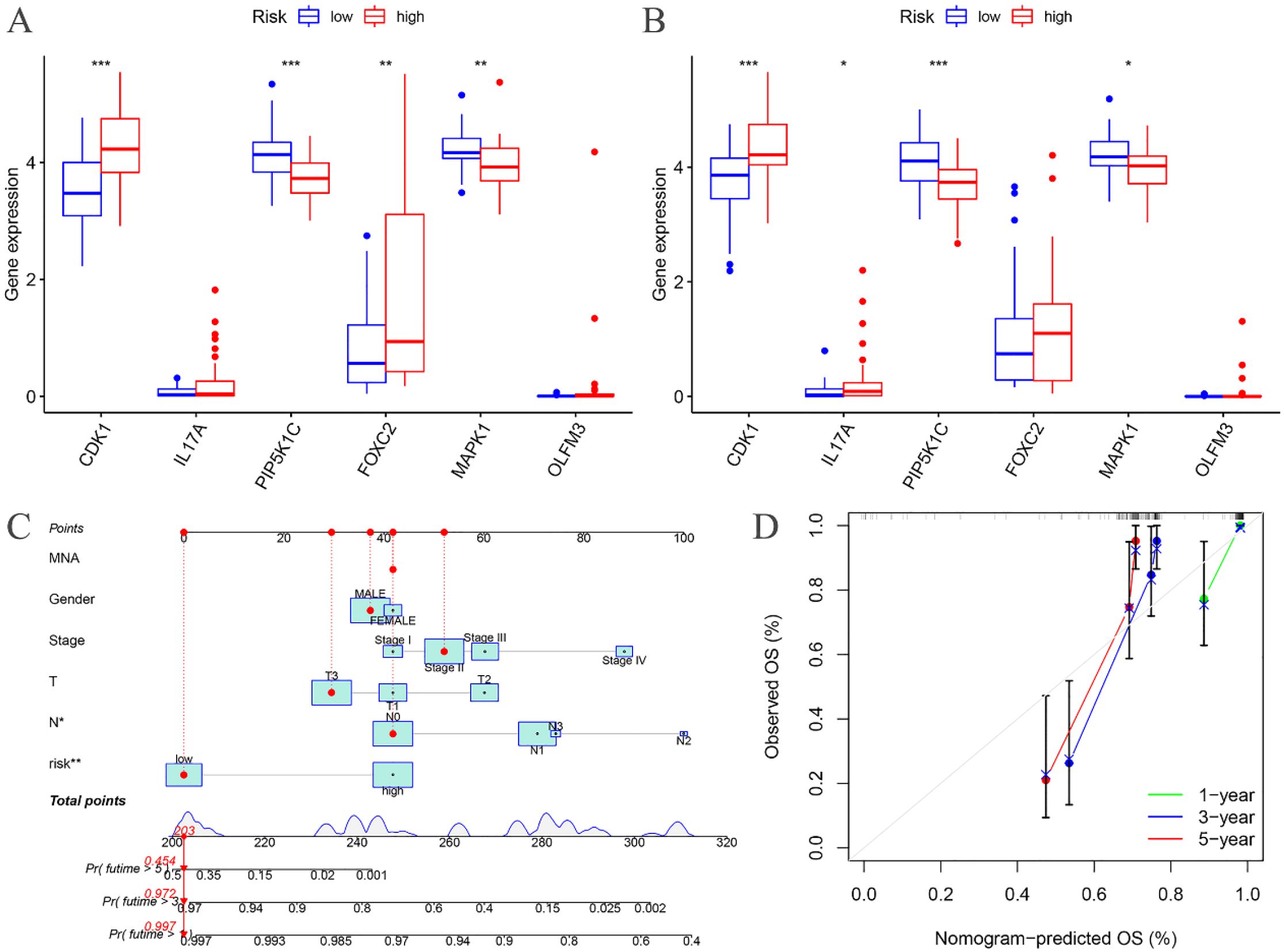 A set of four panels showcasing data analysis: Panel A and B display box plots of gene expression levels for CDK1, IL17A, PIP5K1C, FOXC2, MAPK1, and OLFM3, differentiated by low and high-risk groups in blue and red, respectively. Panel C features a nomogram predicting overall survival based on factors such as gender, stage, and other parameters, with a detailed scoring system. Panel D presents a calibration plot for observed versus nomogram-predicted overall survival at one, three, and five years, with corresponding confidence intervals and trend lines.