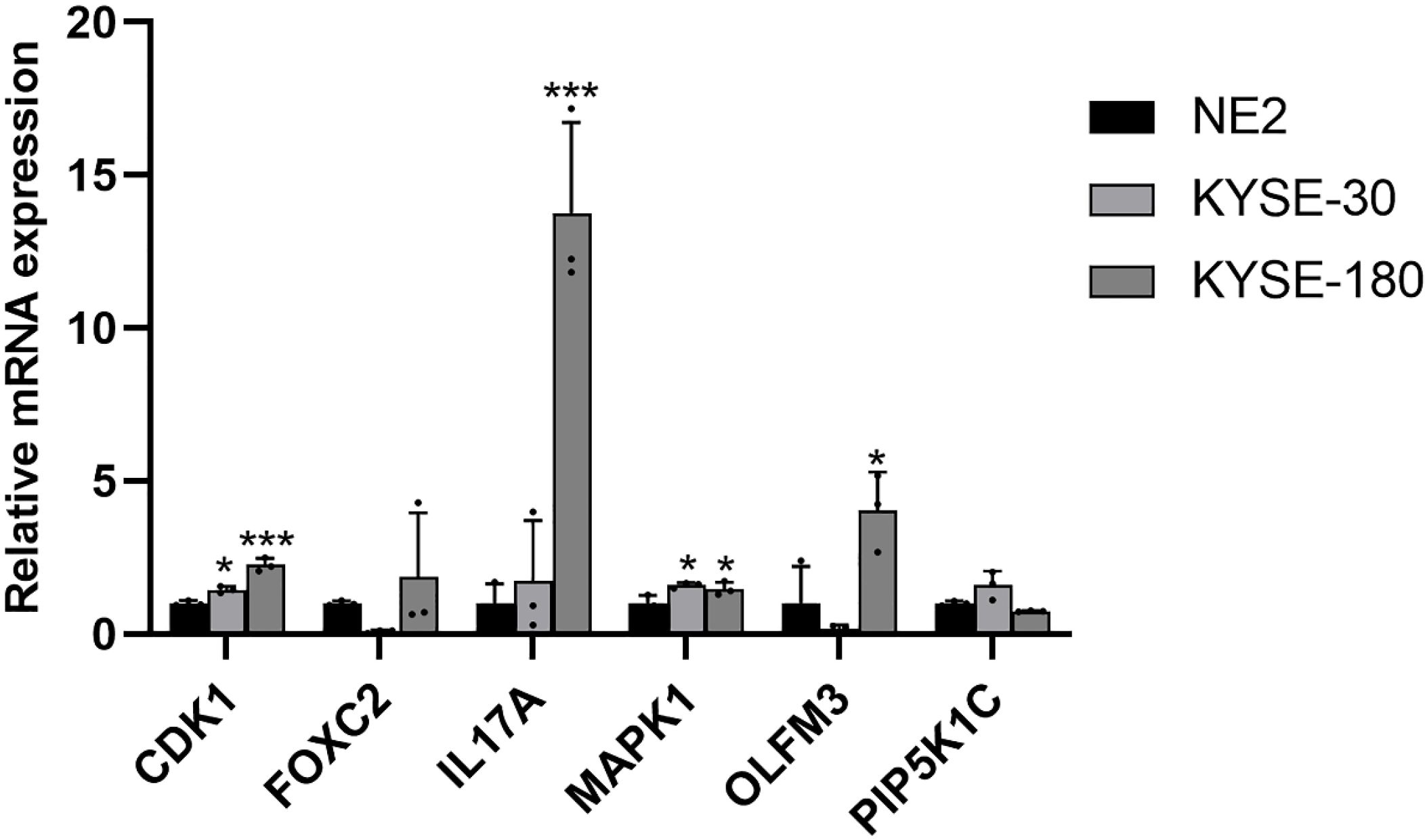 Bar graph showing relative mRNA expression of CDK1, FOXC2, IL17A, MAPK1, OLFM3, and PIP5K1C across three cell lines: NE2, KYSE-30, and KYSE-180. Expression levels for KYSE-180 are notably higher for IL17A and FOXC2. Statistical significance is indicated with asterisks.