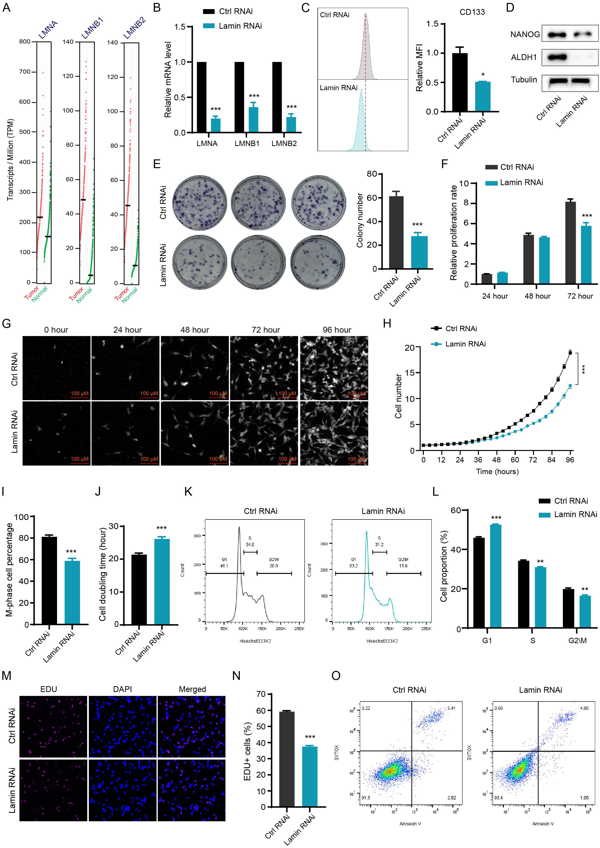 Various scientific panels illustrate the effects of lamin RNAi versus control RNAi in cells. Panels A-L depict data from transcript analysis, relative mRNA levels, MFI, protein expression, colony formation, proliferation rates, cell morphology, growth curves, cell cycle phases, cell doubling times, flow cytometry, and cell death assays. Panel M shows immunofluorescence images comparing EDU and DAPI staining in Ctrl and Lamin RNAi cells. Panel N summarizes EDU-positive cells percentage, while panel O indicates annexin V and propidium iodide staining. Each assay demonstrates significant differences between the treatments, emphasizing the impact of lamin RNAi on cellular behavior.