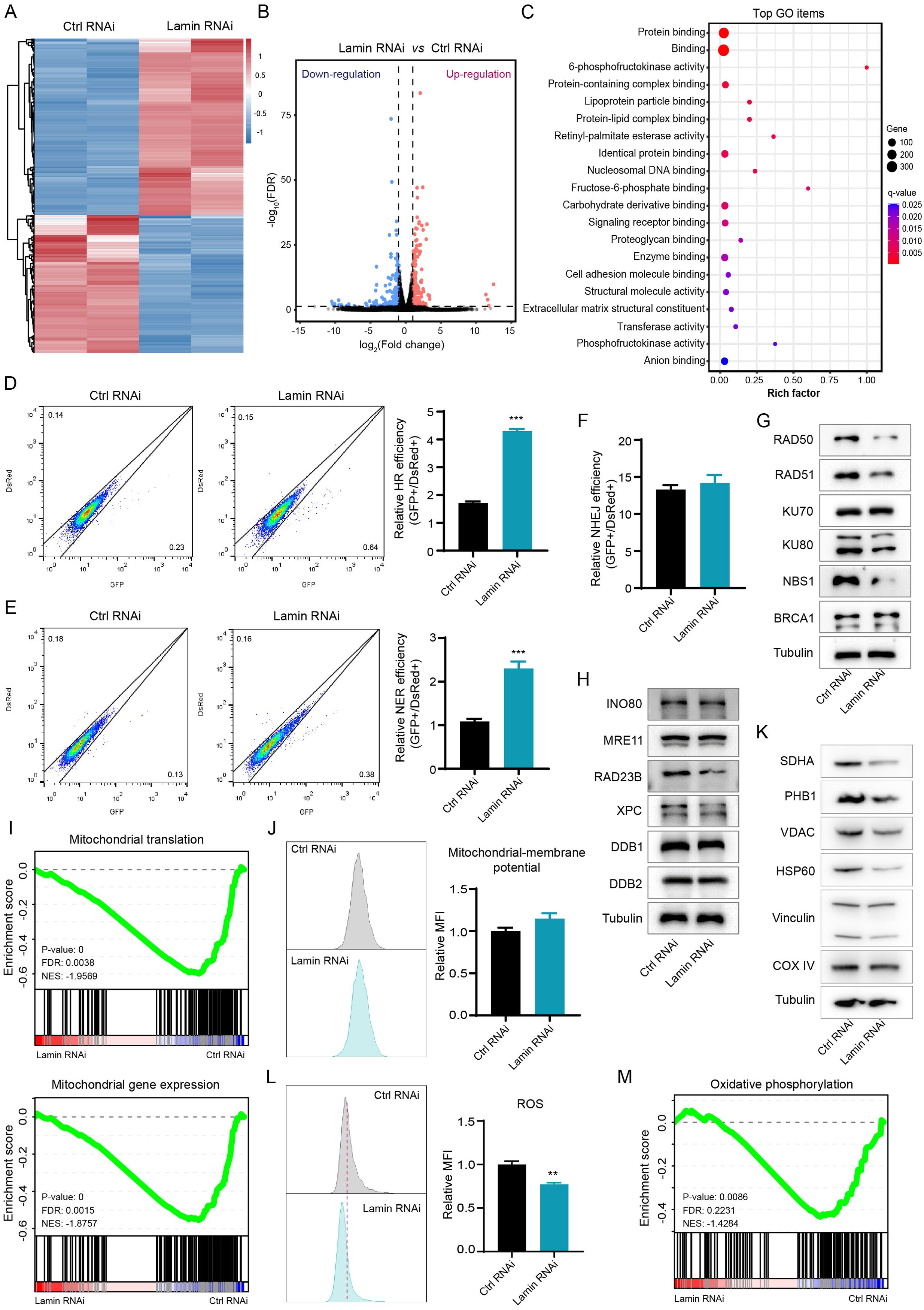 Group of scientific graphs and charts detailing various analyses of Ctrl RNAi and Lamin RNAi. Includes a heatmap (A), volcano plot (B), GO analysis (C), flow cytometry (D-F, J, L), Western blots (G, H, K), and enrichment scores for mitochondrial functions (I, M). Results indicate differential gene expression, protein interactions, and cellular functions between the two treatments. Significant findings are highlighted with statistical markers.