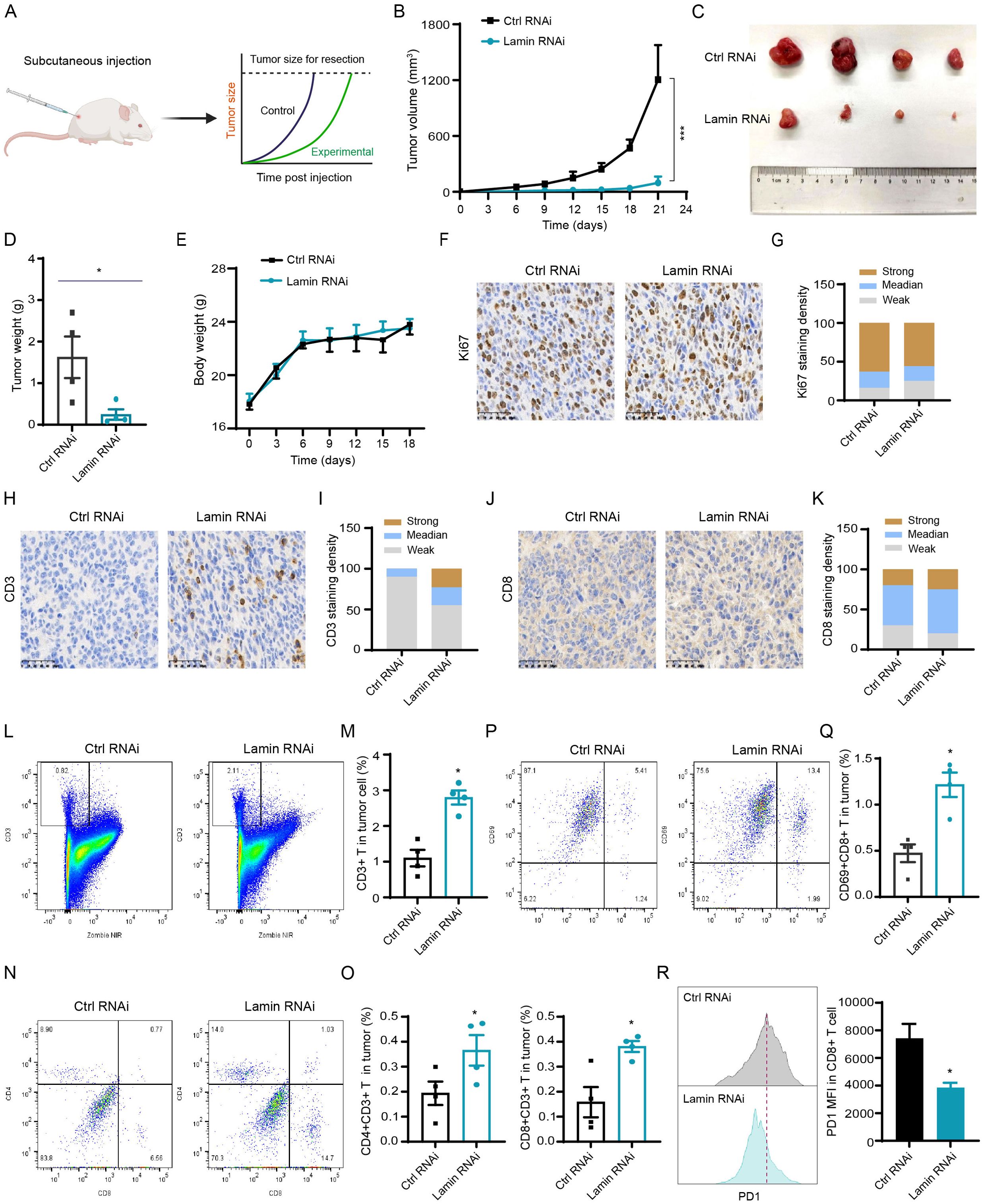Diagram illustrating a study comparing Ctrl RNAi and Lamin RNAi in tumor resection. Graphs show tumor volume and body weight over time. Images display tumor samples and immunohistochemical staining for Ki67, CD3, and CD8, indicating staining density. Flow cytometry plots and corresponding graphs display percentages of CD3+, CD4+CD3+, and CD8+CD3+ T cells, along with PD1 expression in CD8+ T cells. Results suggest Lamin RNAi reduces tumor size and alters immune cell infiltration compared to Ctrl RNAi.