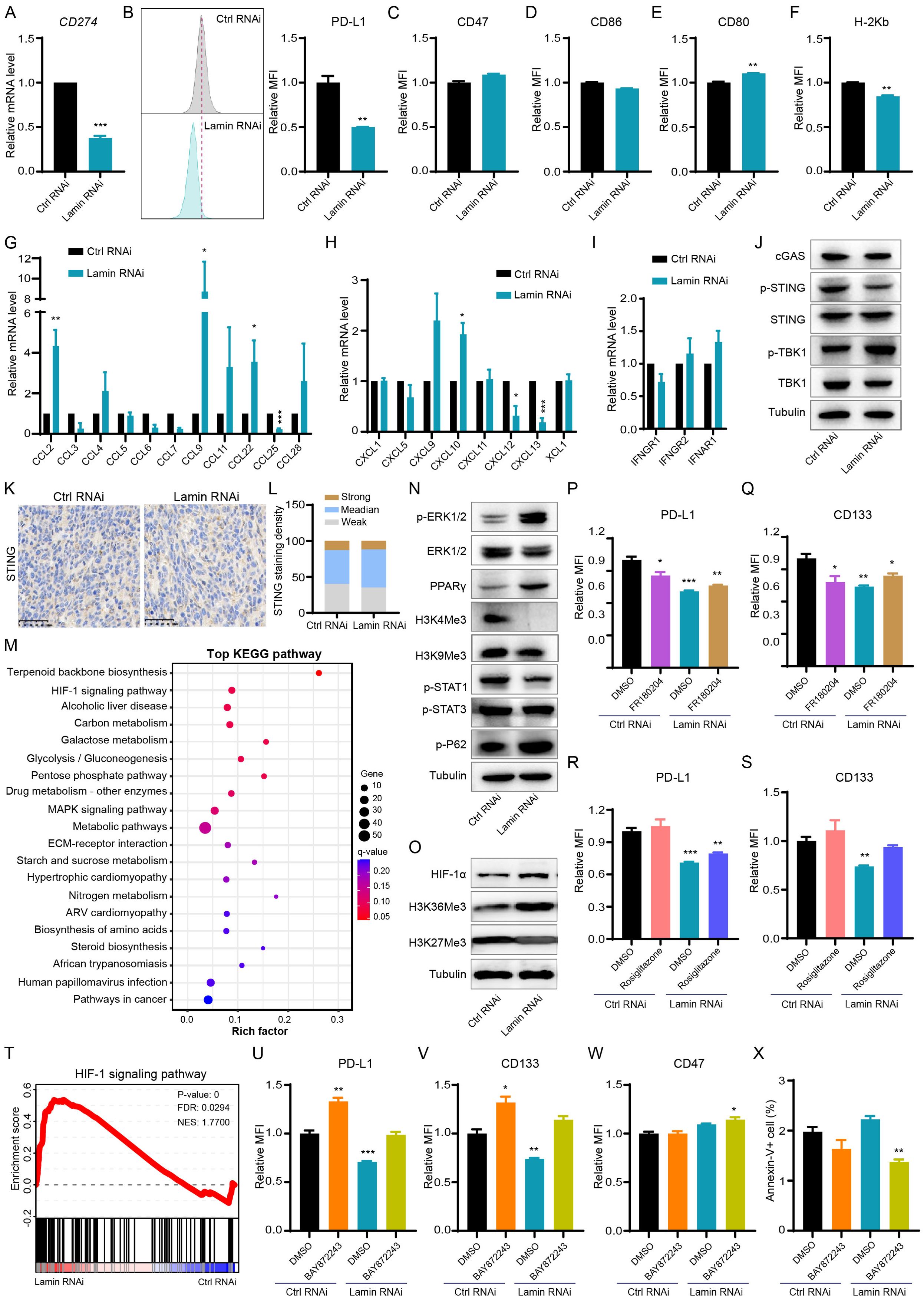 Scientific data visualization comparing the effects of Ctrl RNAi and Lamin RNAi on various parameters, such as mRNA levels and protein expressions. Several bar graphs, Western blots, and a pathway enrichment plot illustrate differences in immune-related markers and signaling pathways. Significant differences are marked, focusing on the HIF-1 signaling pathway's role.