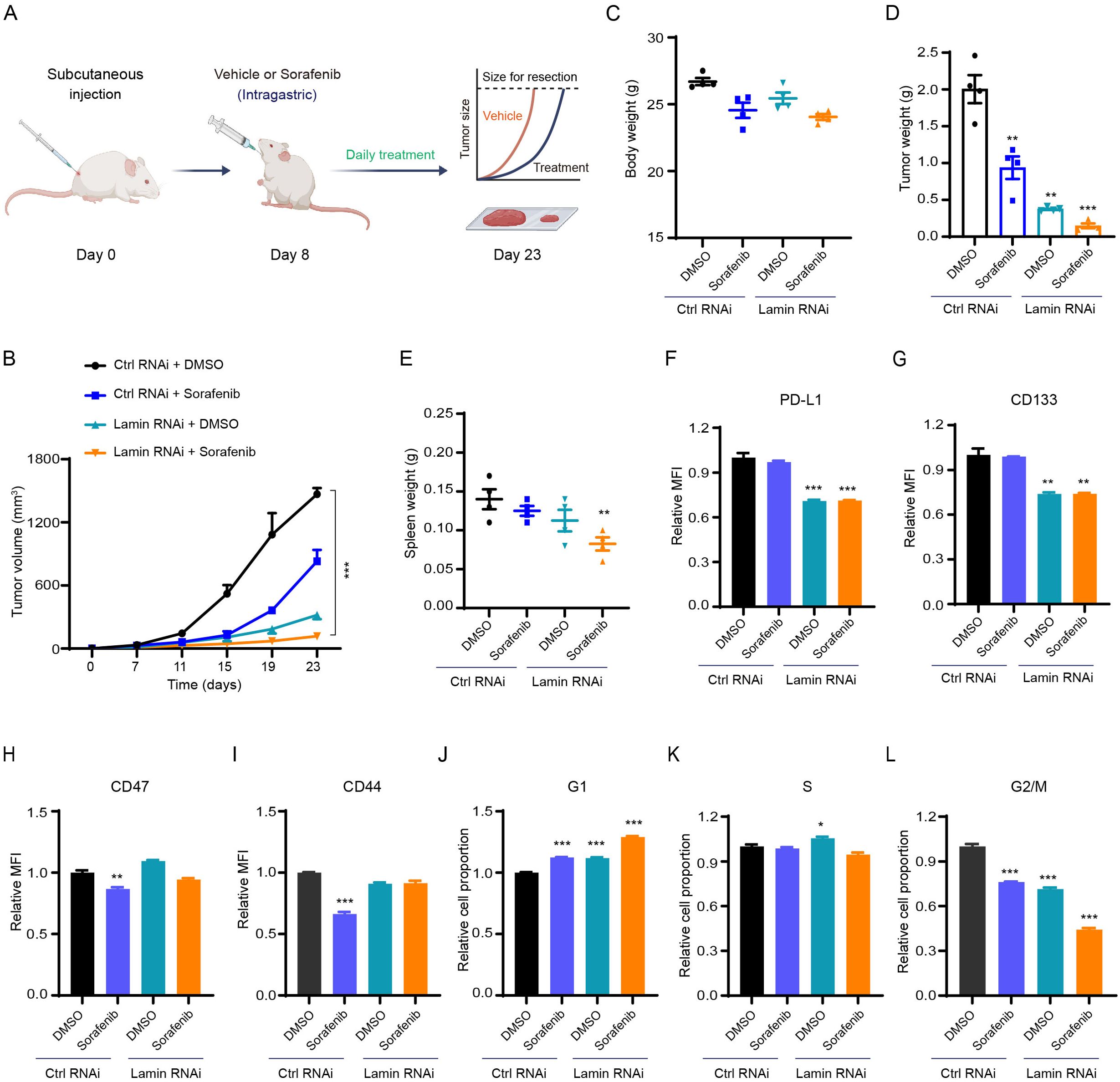 Schematic of the experimental design and results from a study on tumor growth and treatment effects. (A) Mice receive subcutaneous tumor injections, followed by treatment with either vehicle or Sorafenib. Diagrams show tumor resection size. (B) Graph of tumor volume over time for different treatments. (C-L) Various charts depict body weight, tumor weight, spleen weight, and relative mean fluorescence intensity (MFI) of PD-L1, CD133, CD47, CD44, and cell cycle phases (G1, S, G2/M) across different treatments. Statistical significance is indicated by asterisks.