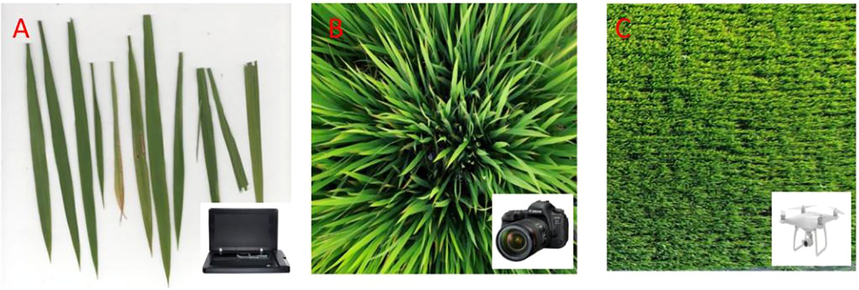 Image showing three panels labeled A, B, and C. Panel A displays several green leaves beside a small open scanner. Panel B shows a top view of dense grass with an overlay of a camera. Panel C features a field of grass viewed from above with a drone overlay.