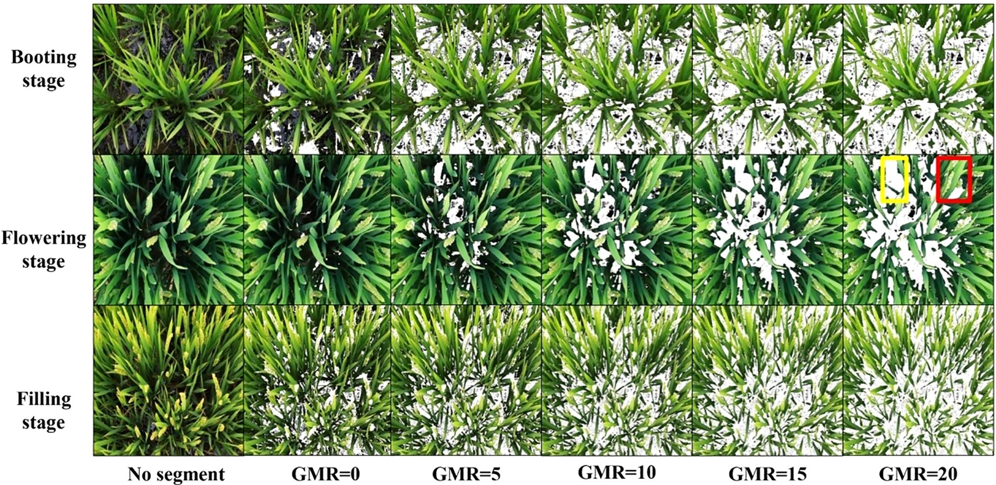 Green crops at different growth stages: booting, flowering, and filling. Each stage is divided into segments labeled “No segment” and “GMR” levels from zero to twenty, illustrating varying amounts of white texture patterns on the leaves.