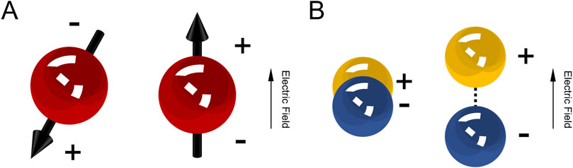 www.frontiersin.org