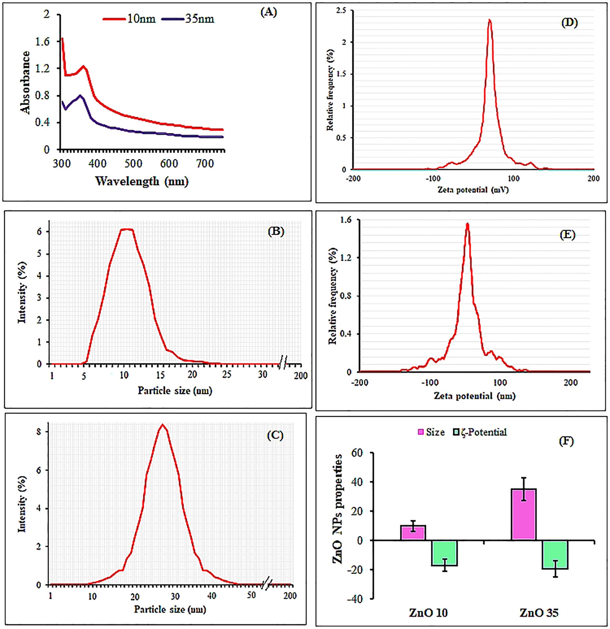 Graphical data illustrating properties of zinc oxide nanoparticles in different panels. (A) Absorbance spectra for 10nm and 35nm particles, showing higher absorbance for smaller particles. (B) and (C) Particle size distributions for 10nm and 35nm particles, each peaking at their respective sizes. (D) and (E) Zeta potential distributions indicating stability. (F) Bar chart comparing size and zeta potential for both nanoparticle sizes, with distinct variations in properties.