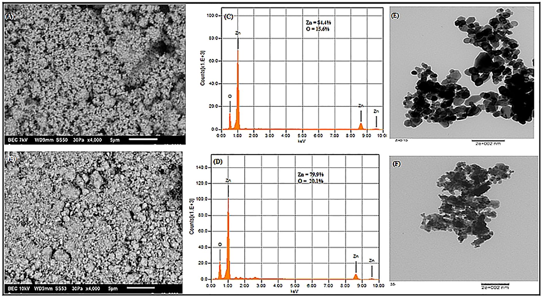 (A) and (B) show scanning electron microscope images of zinc oxide particles. (C) and (D) are energy dispersive X-ray spectra displaying peaks for zinc and oxygen, with zinc at 81.4% and 79.9% respectively. (E) and (F) are transmission electron microscope images of aggregated zinc oxide nanoparticles.