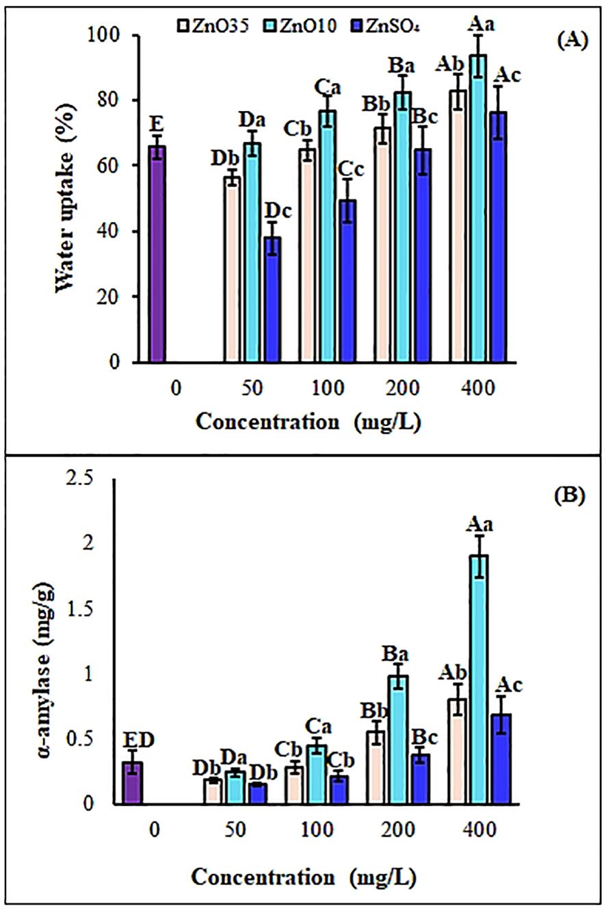 Two bar graphs display the effect of different zinc treatments on water uptake and α-amylase activity in wheat. Graph A shows water uptake percentages across various zinc concentrations, with ZnO35, ZnO10, and ZnSO4 treatments increasing uptake from 0 to 400 mg/L. Graph B illustrates α-amylase activity rises with higher concentrations, especially evident in ZnO10 at 400 mg/L. Error bars indicate variability.