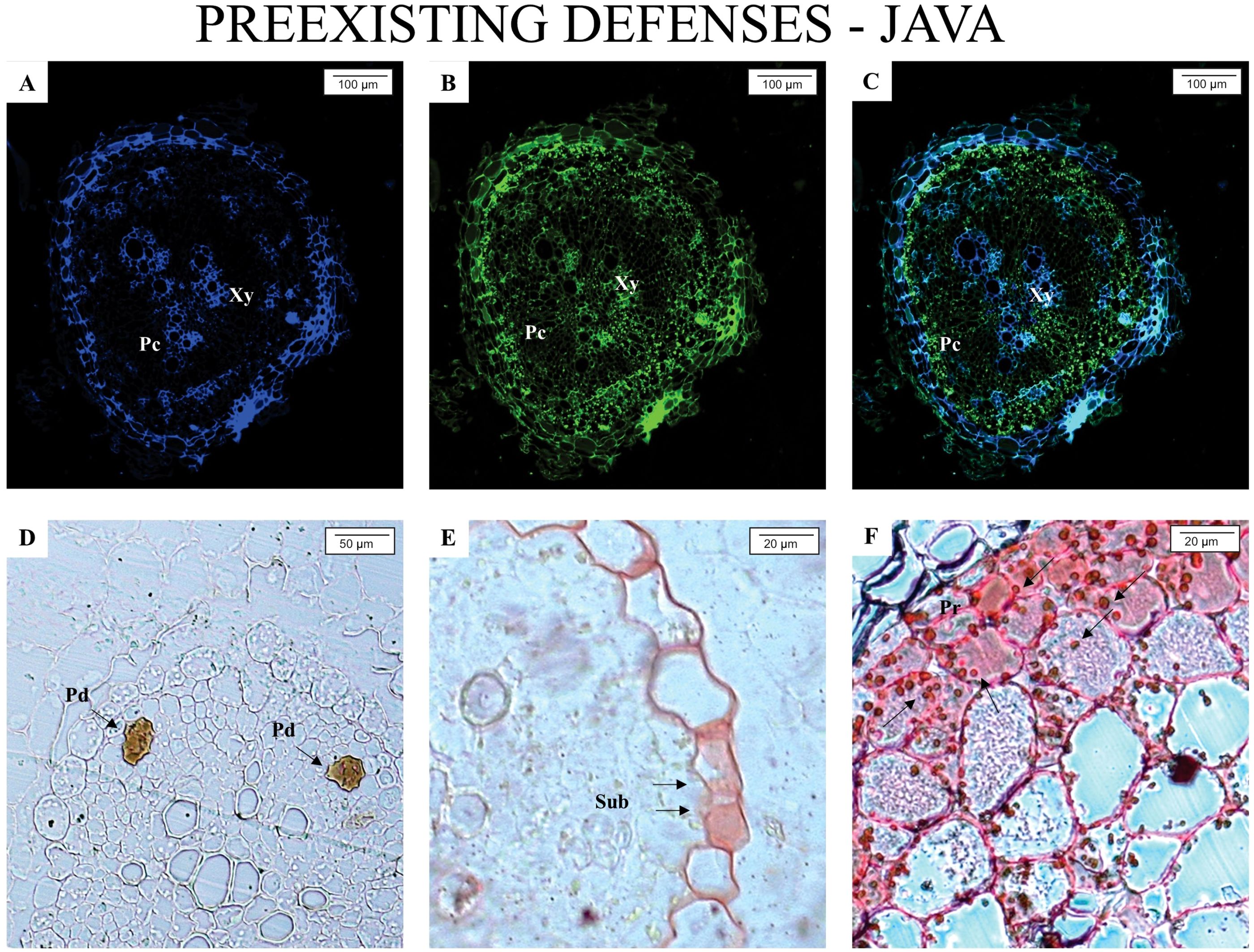 Six-panel microscopic image titled “Preexisting Defenses - Java.” Panels A, B, and C display blue, green, and combined fluorescence staining of plant tissue, highlighting different structures such as “Xy” and “Pc.” Panel D shows a light micrograph with labeled “Pd” areas. Panel E presents a close-up of plant cell walls featuring “Sub” indicated by arrows. Panel F depicts a stained section with red and blue coloring, highlighting “Pf” and additional features marked with arrows. Each panel includes a scale bar indicating magnification.
