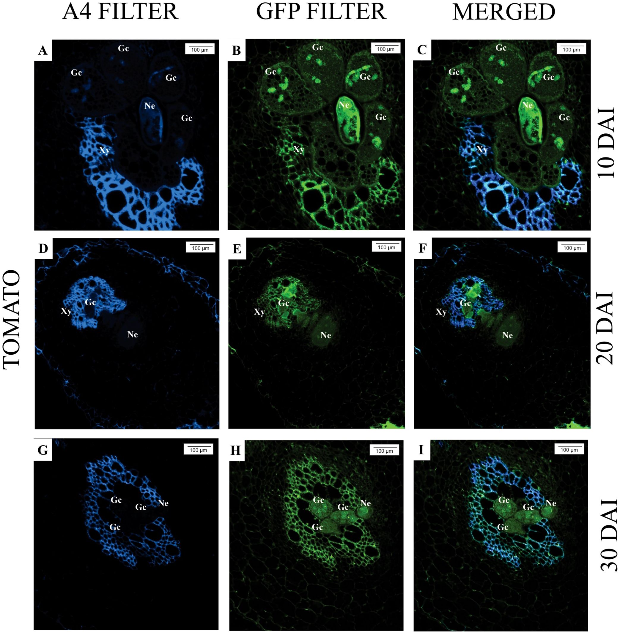 Microscopic image panels show tomato plant root sections at 10, 20, and 30 days after inoculation (DAI) with different filters. Each row represents a time point with three columns: A4 filter, GFP filter, and merged. Blue and green fluorescence indicate specific cellular structures labeled as Ge (cortex cells), Ne (nematode), and Xy (xylem). Scale bars mark 100 micrometers.